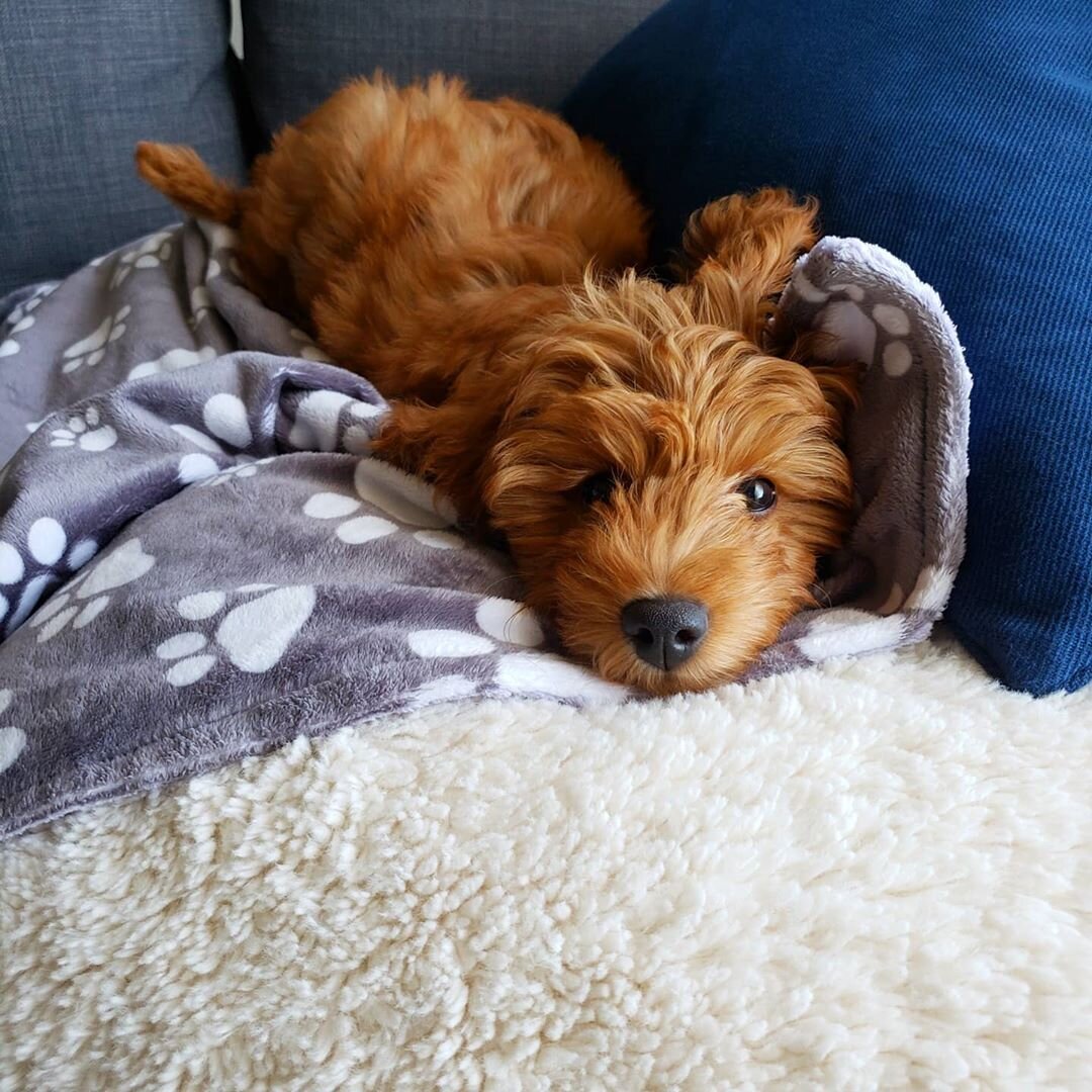 Thelma – Adorable Cavapoo Puppy Available in Cali image 5