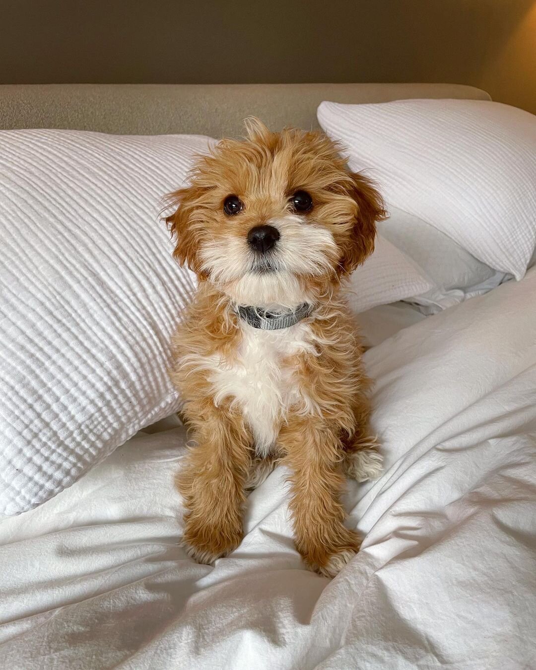 Thelma – Adorable Cavapoo Puppy Available in Cali image 3
