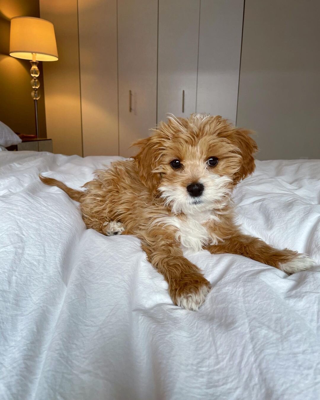 Thelma – Adorable Cavapoo Puppy Available in Cali image 2