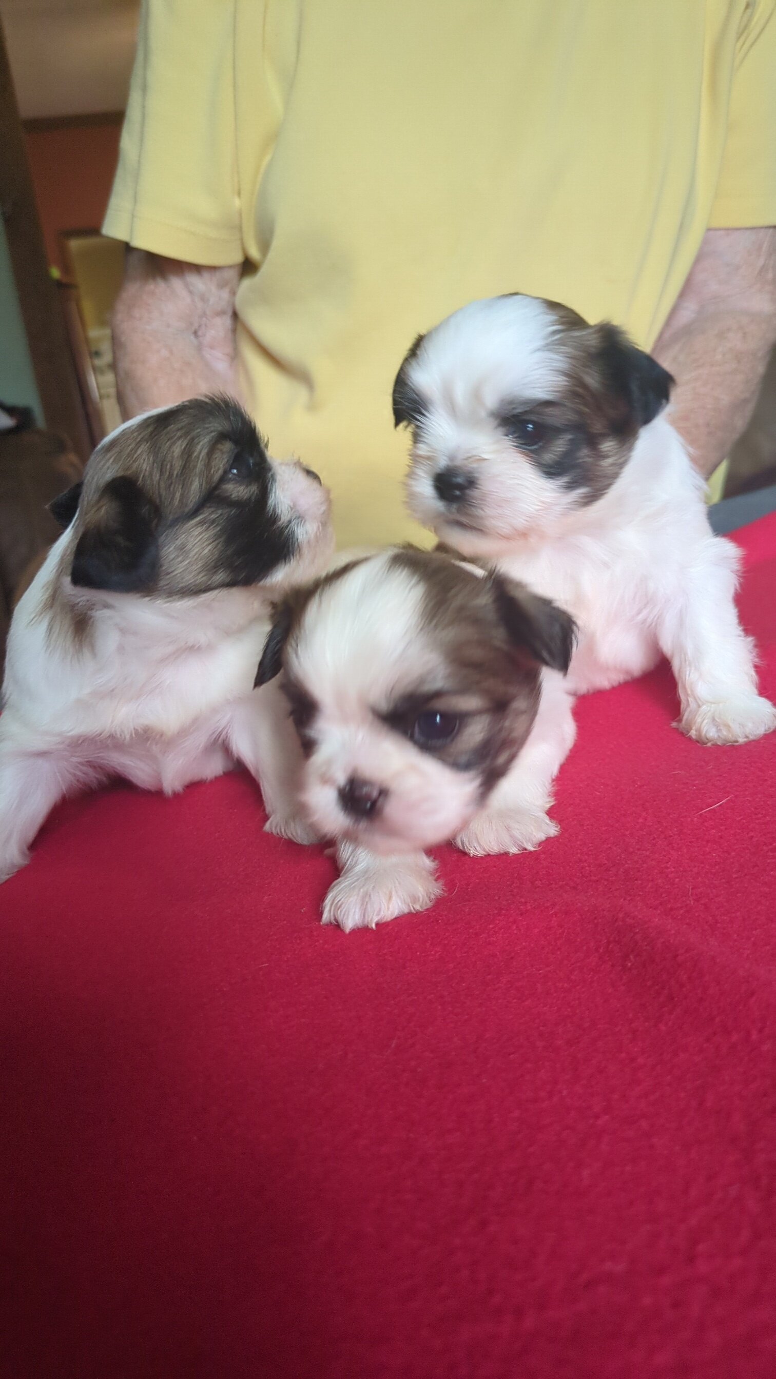 3 AKC Registered Male Shih Tzu Puppies image 2