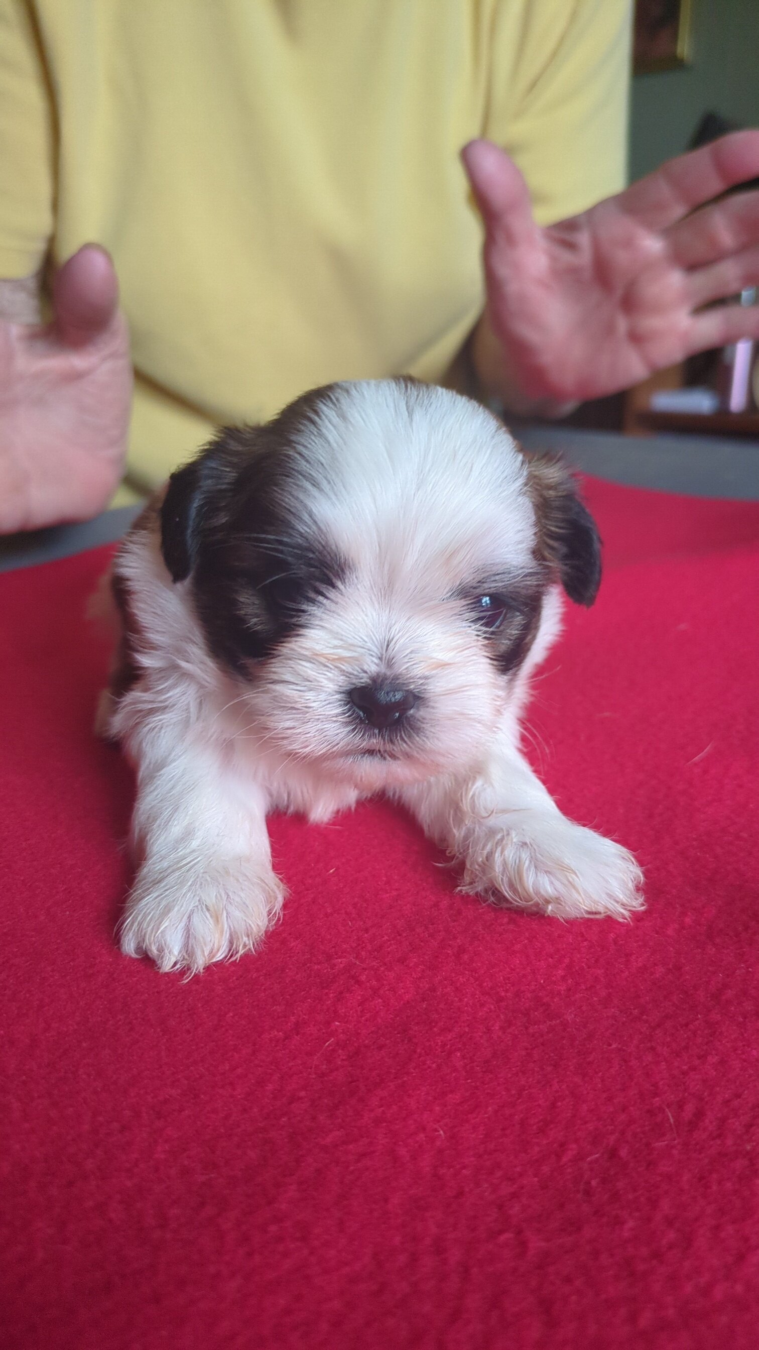 3 AKC Registered Male Shih Tzu Puppies image 3