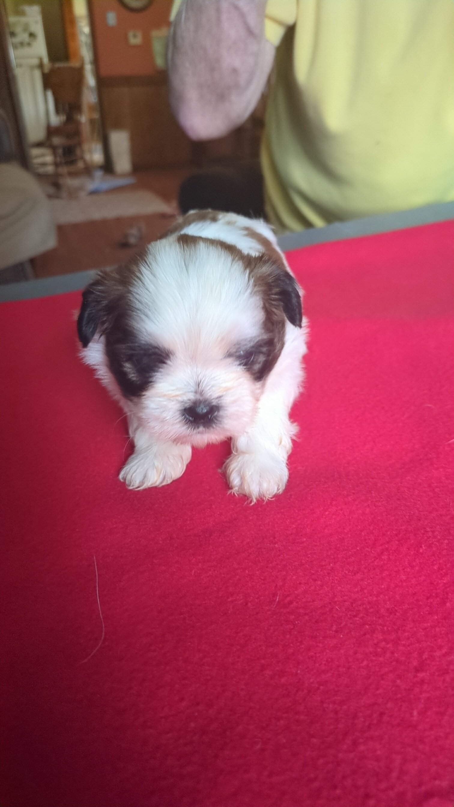 3 AKC Registered Male Shih Tzu Puppies image 6