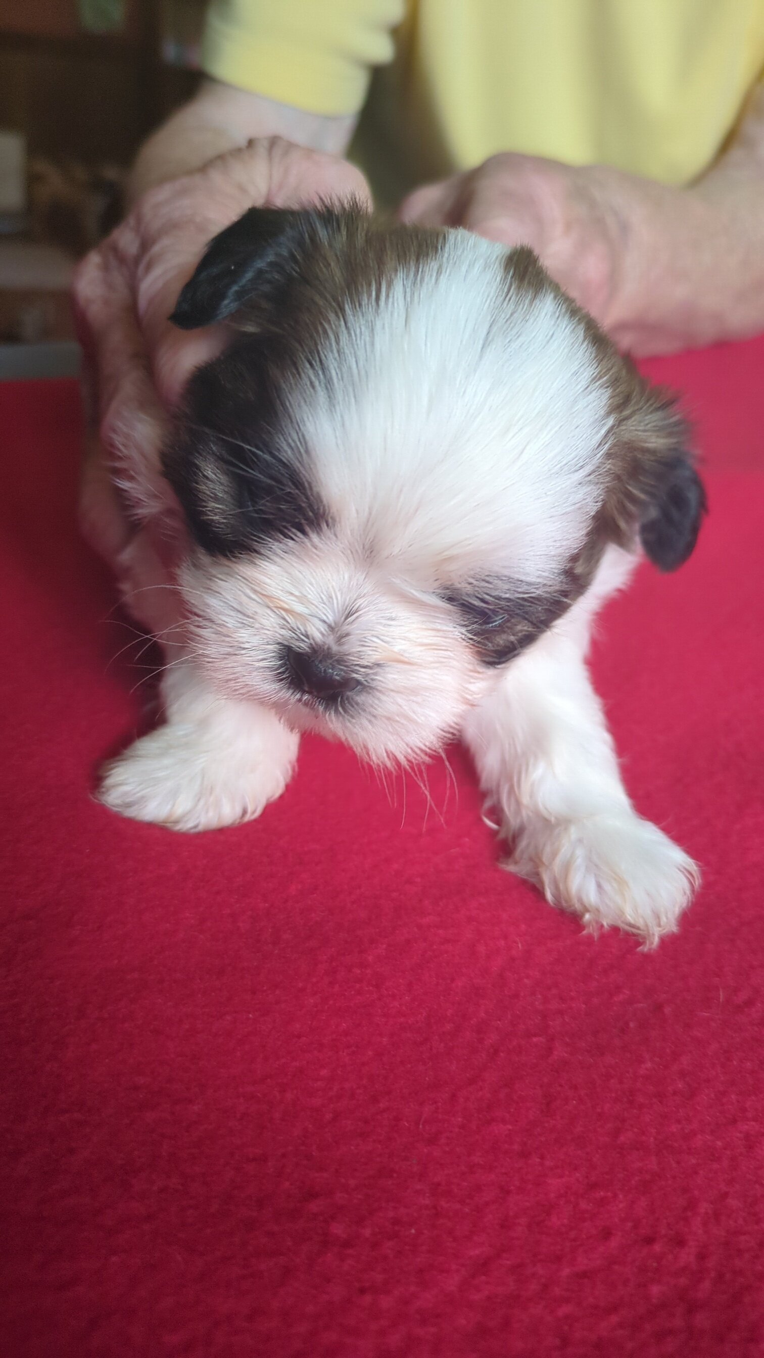3 AKC Registered Male Shih Tzu Puppies image 5