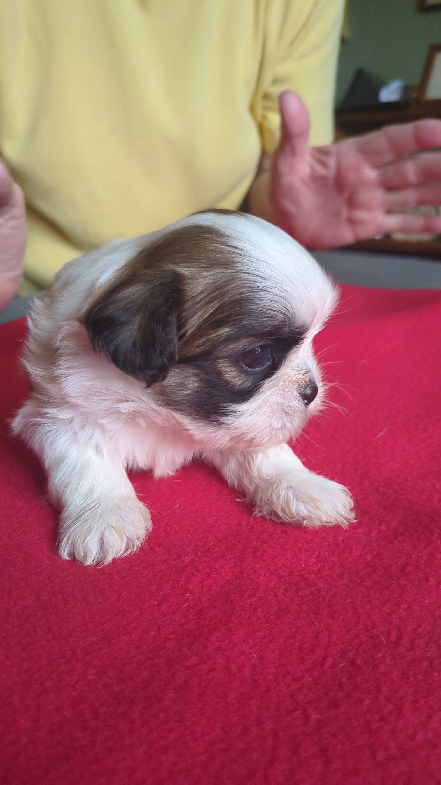 3 AKC Registered Male Shih Tzu Puppies image 4