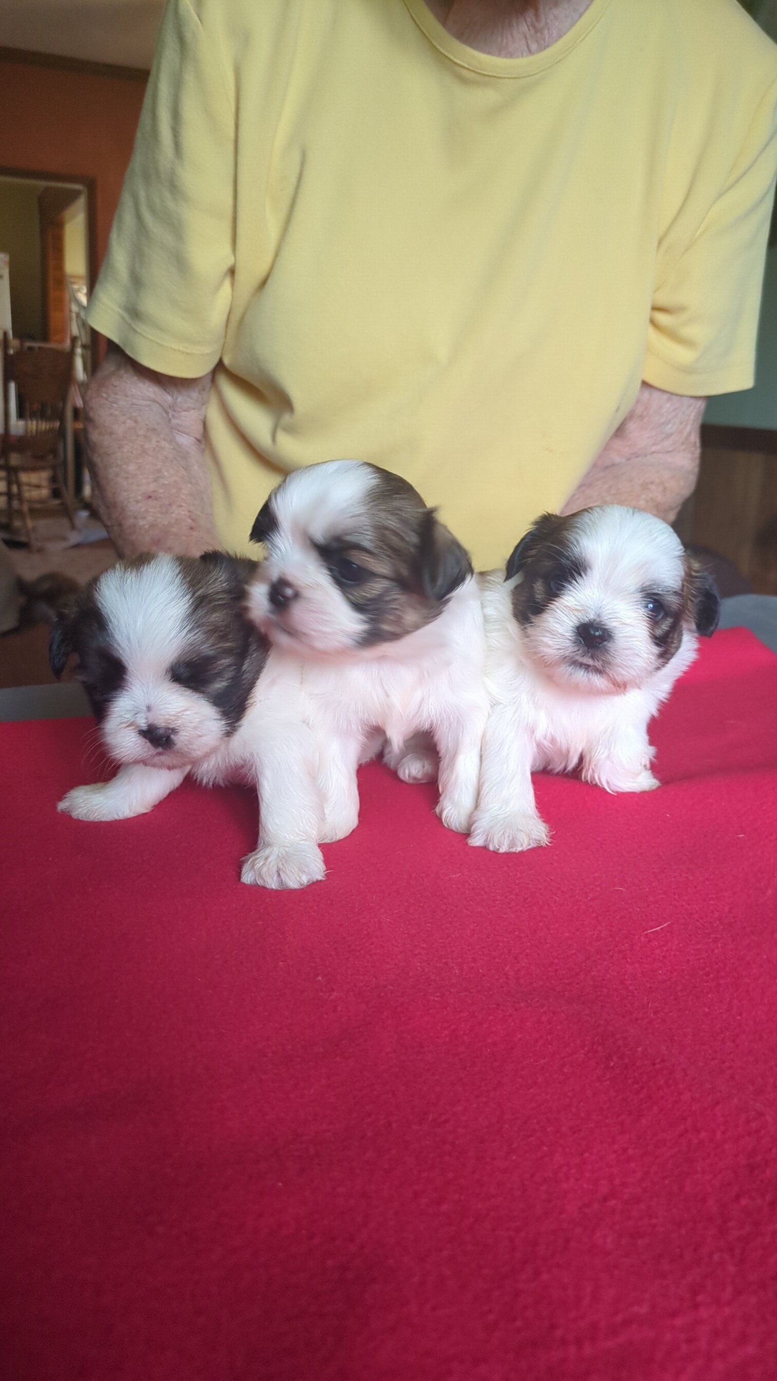 3 AKC Registered Male Shih Tzu Puppies image 1