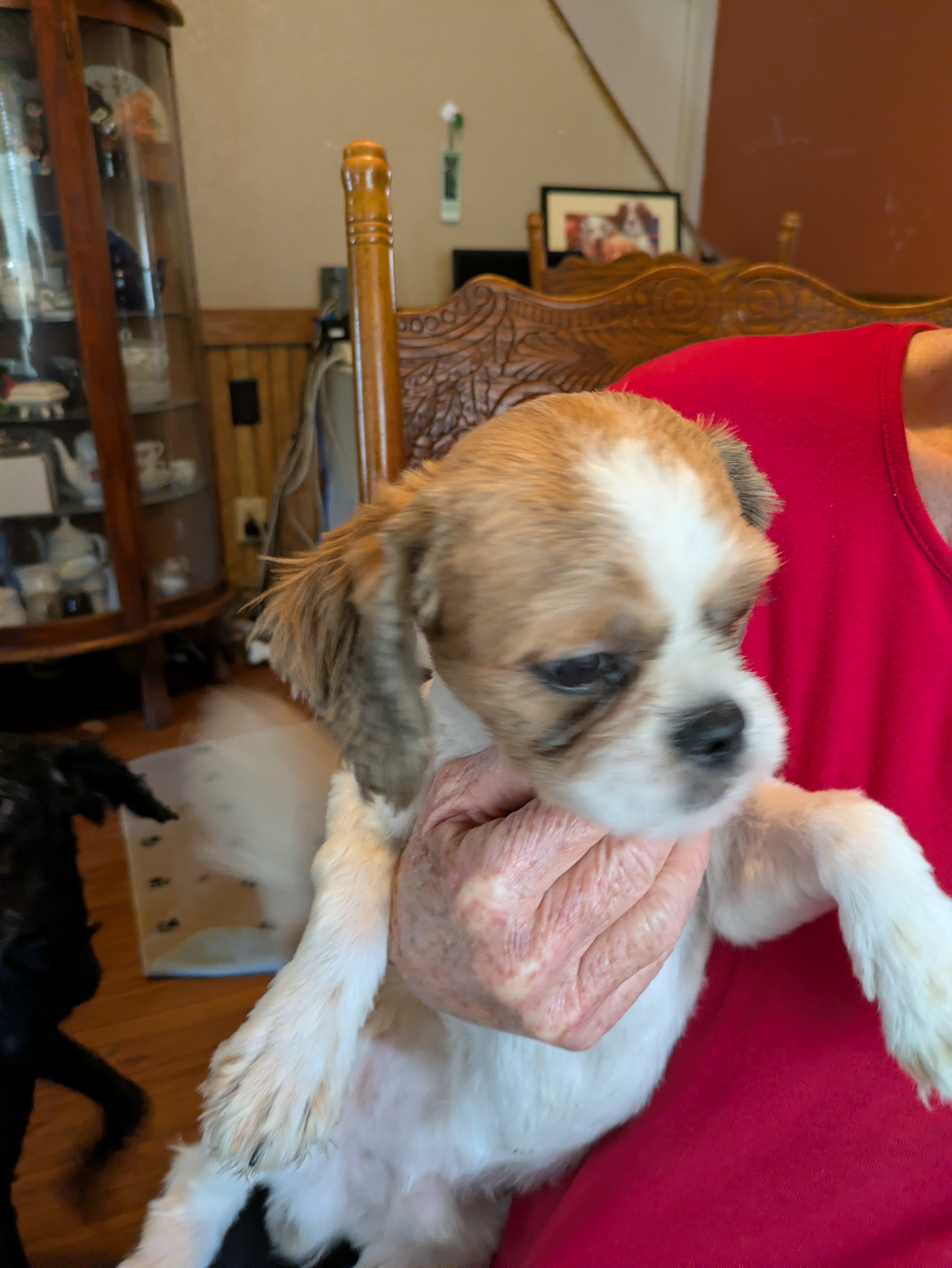 AKC Registered Male Shih Tzu Puppy image 3