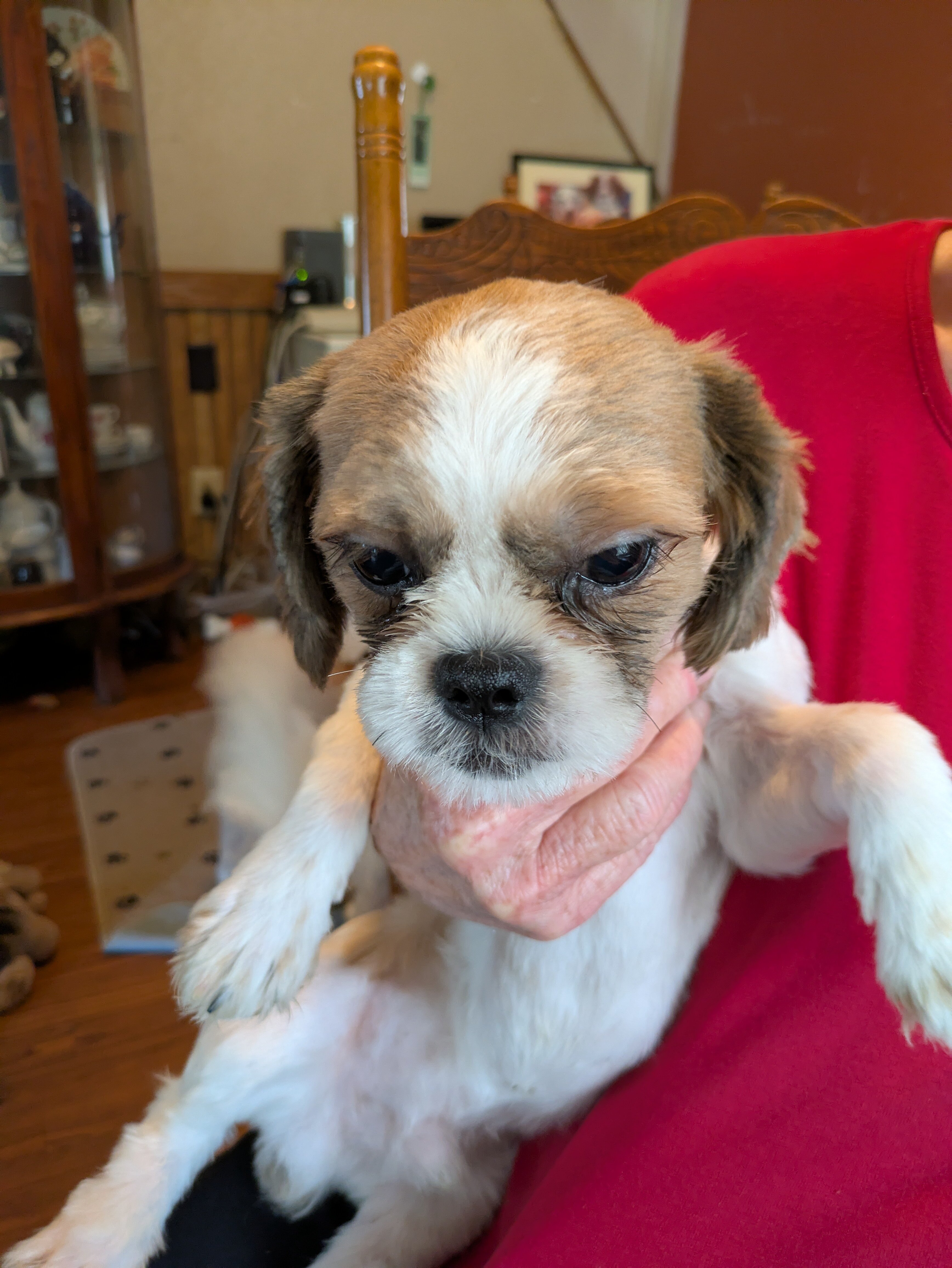AKC Registered Male Shih Tzu Puppy image 4