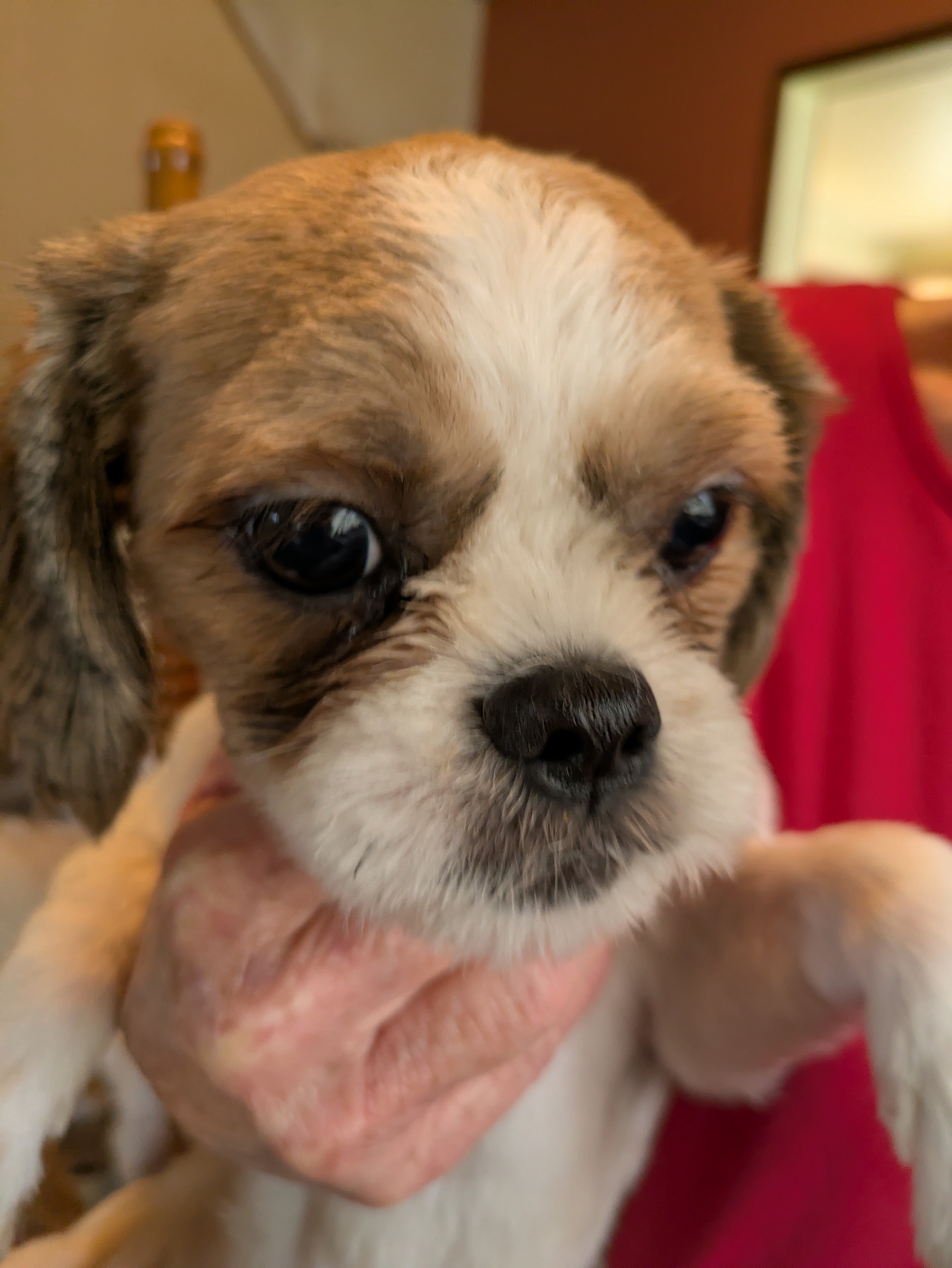 AKC Registered Male Shih Tzu Puppy image 2