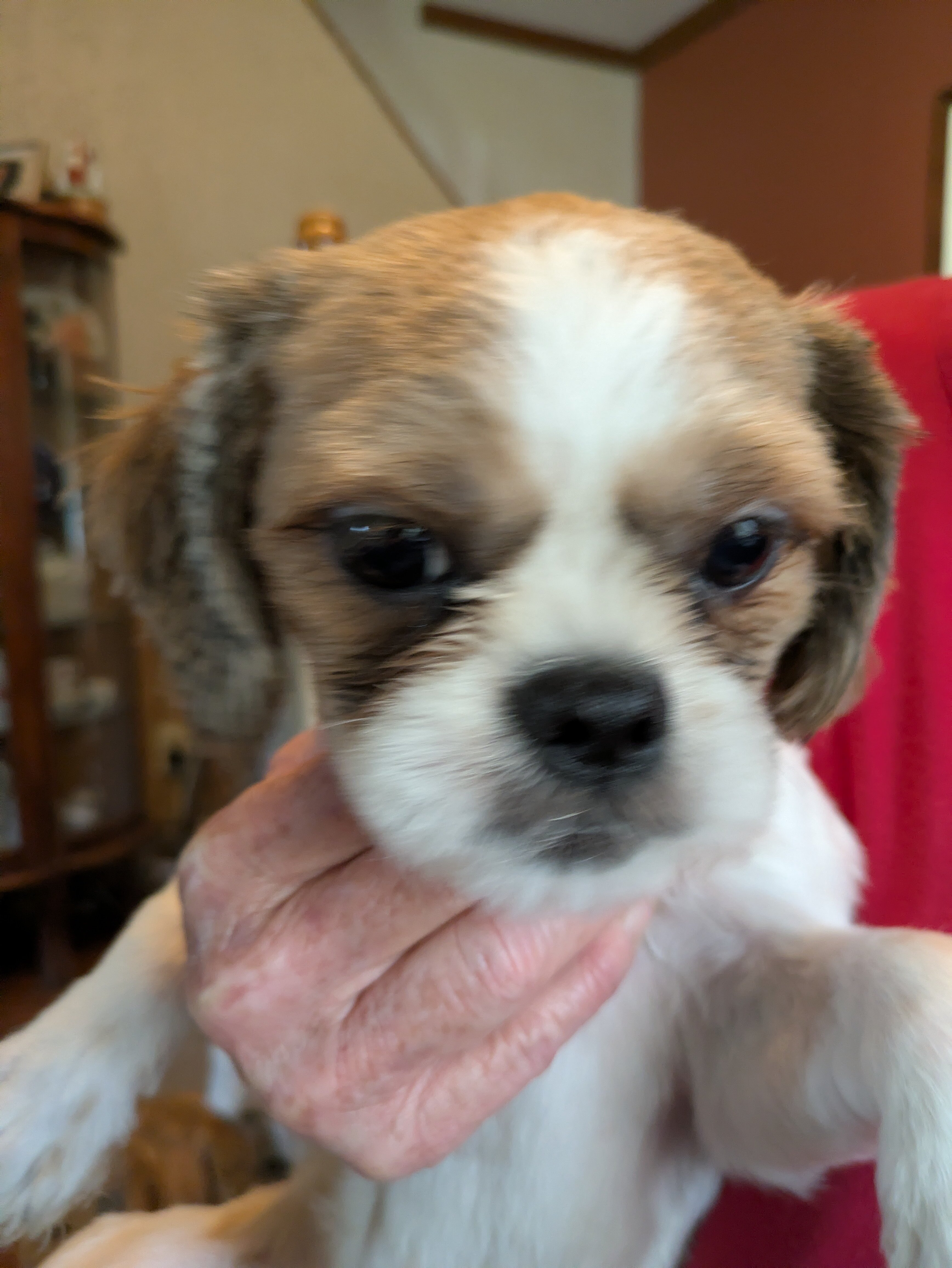 AKC Registered Male Shih Tzu Puppy image 1