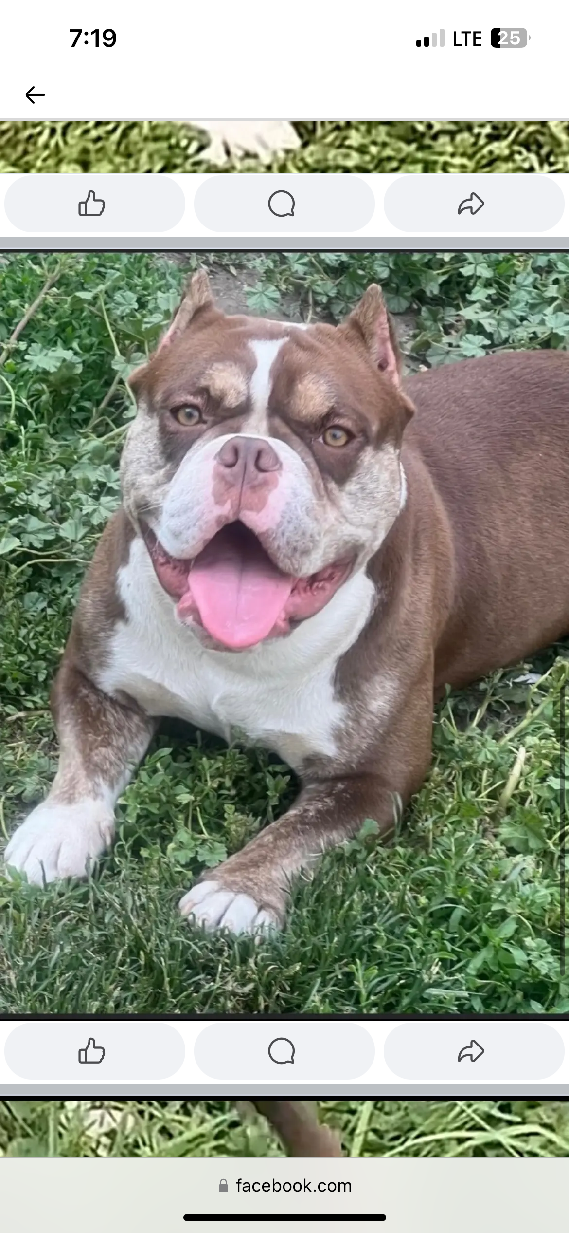 Exotic Bully Female image 1