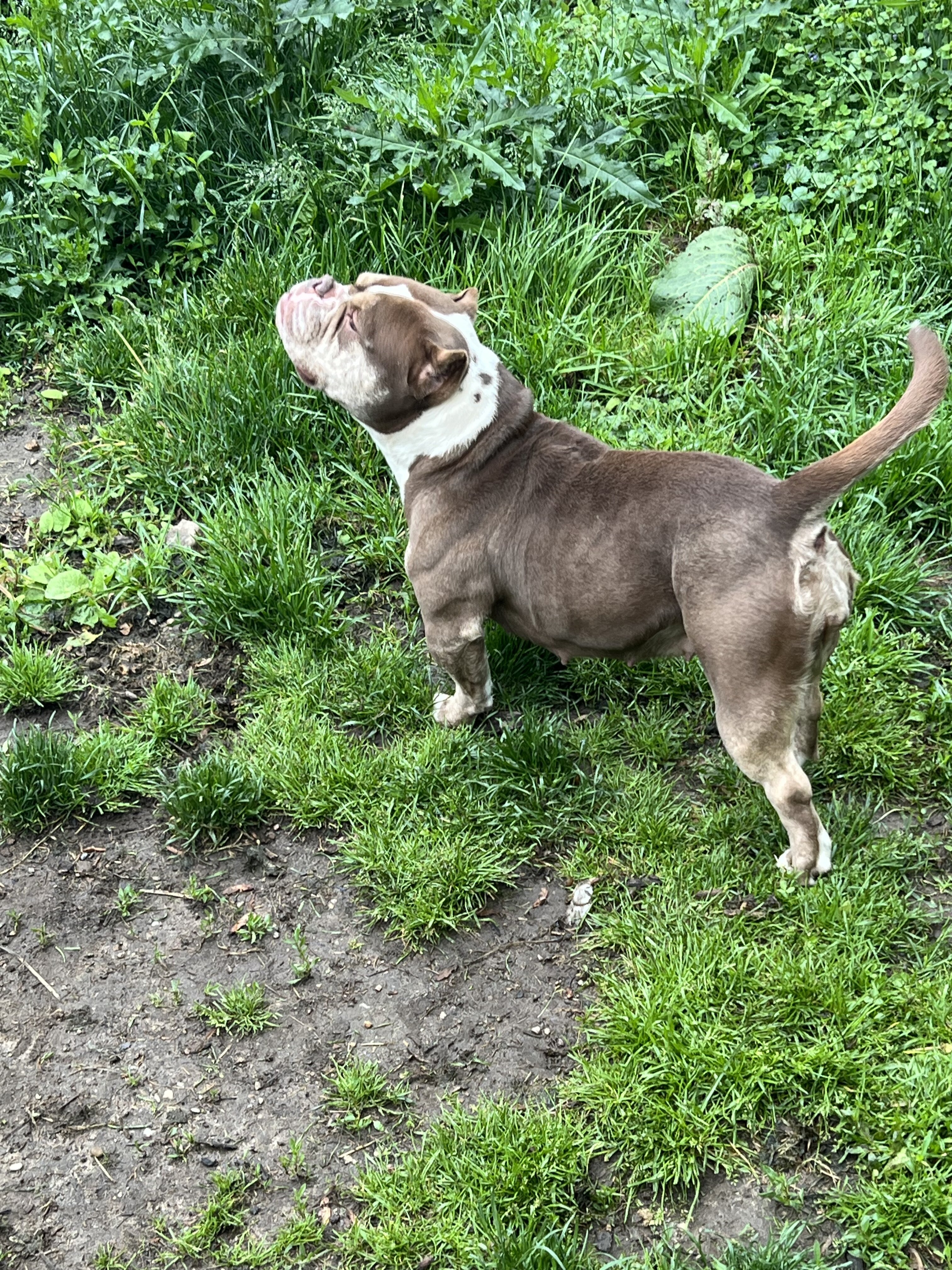 Exotic Bully Female image 3