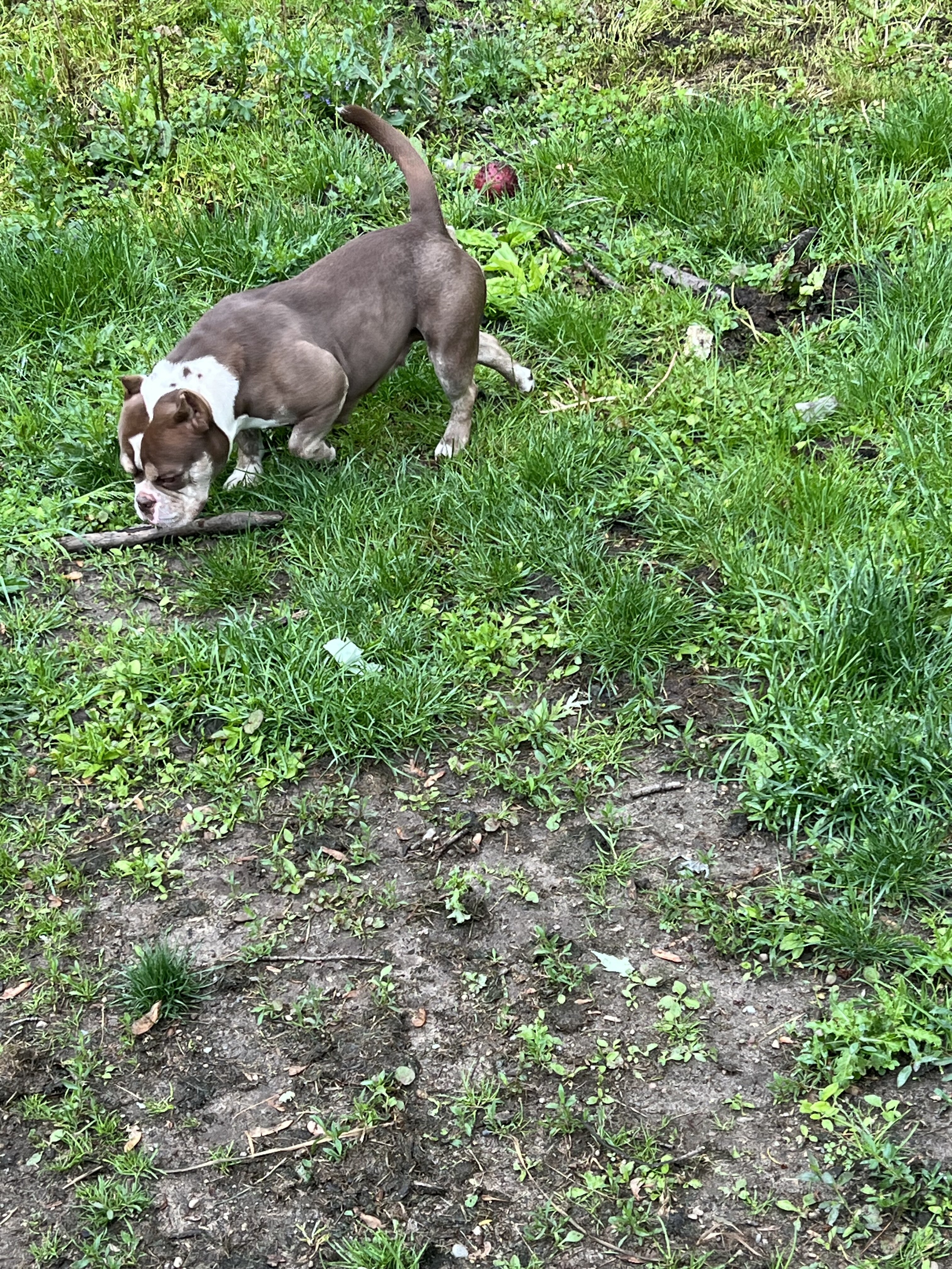 Exotic Bully Female image 4
