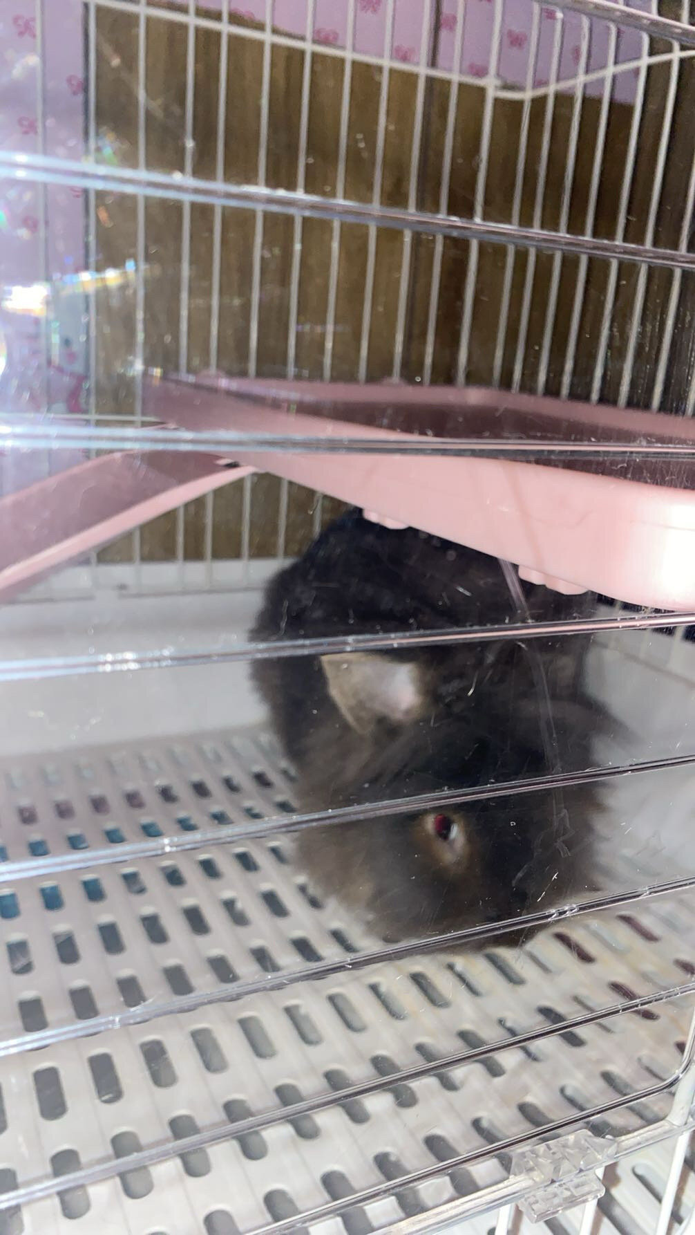Bunny - breed: lion head - name: Smokey image 2