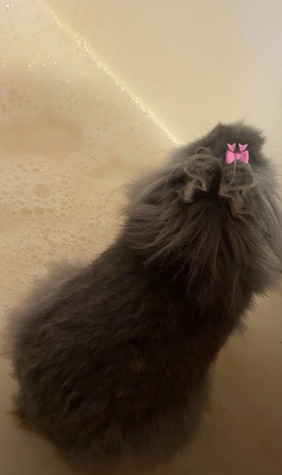Bunny - breed: lion head - name: Smokey image 1