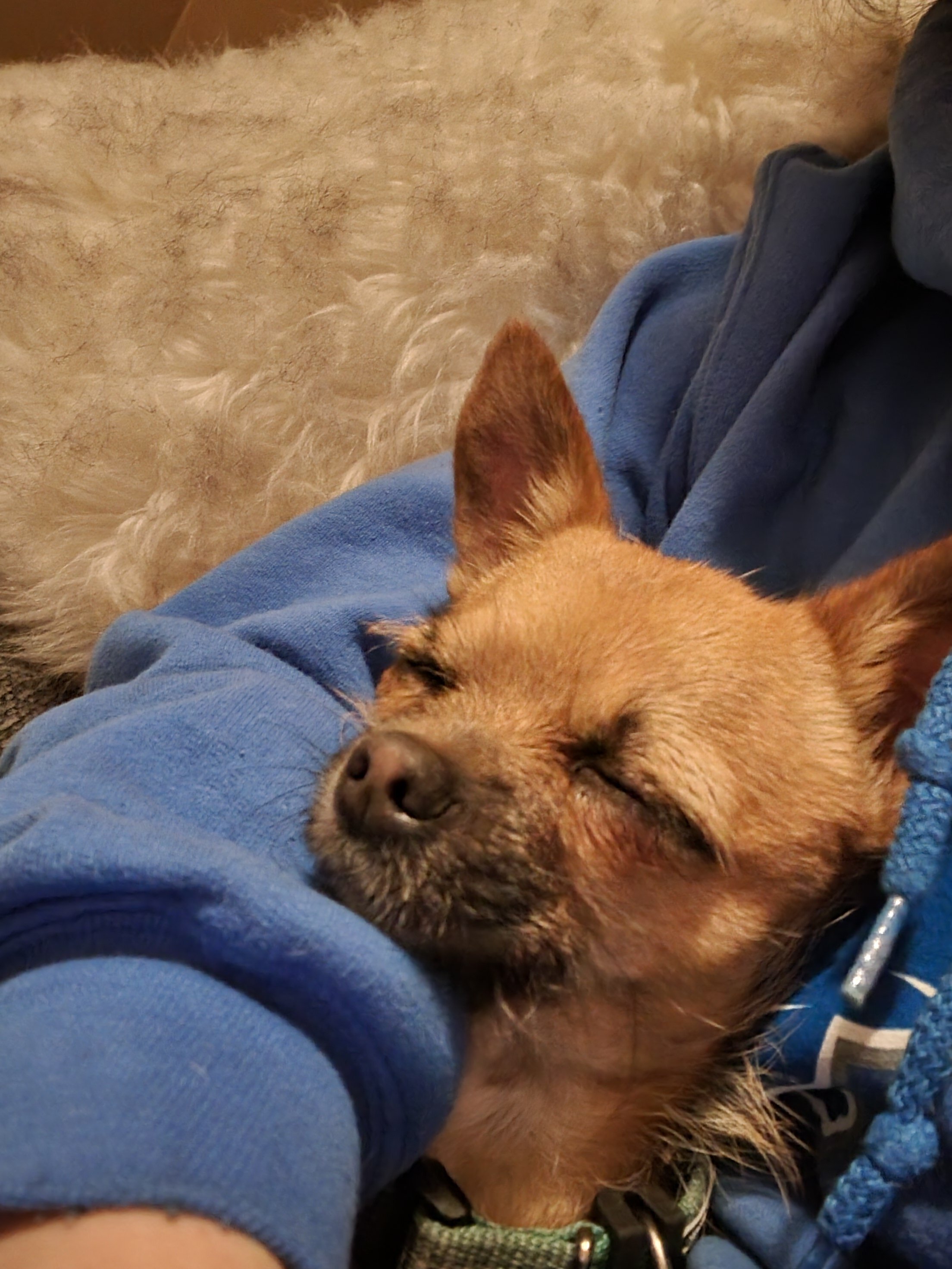Chapo needs a new home..no kids .. image 1