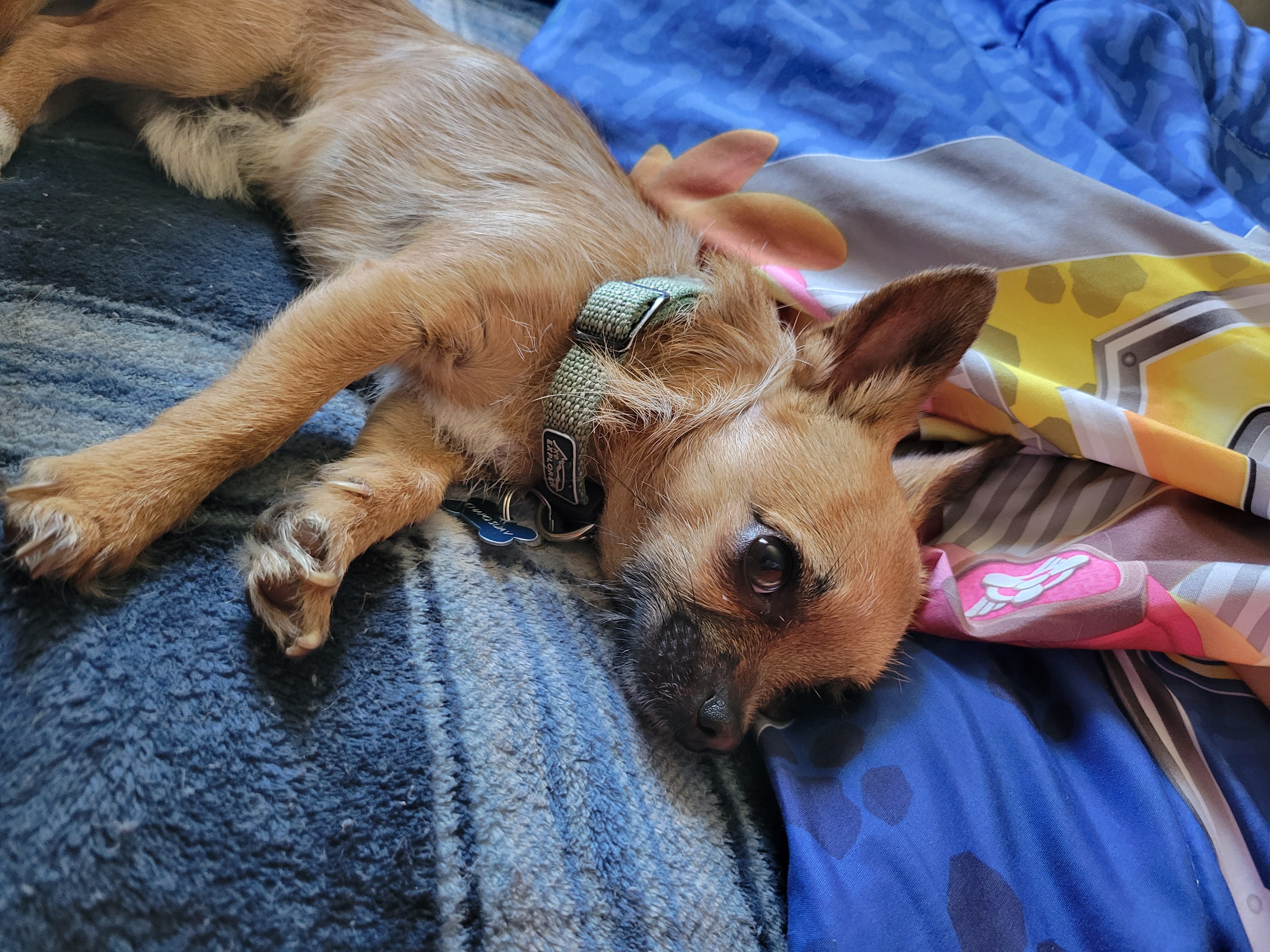 Chapo needs a new home..no kids .. image 2