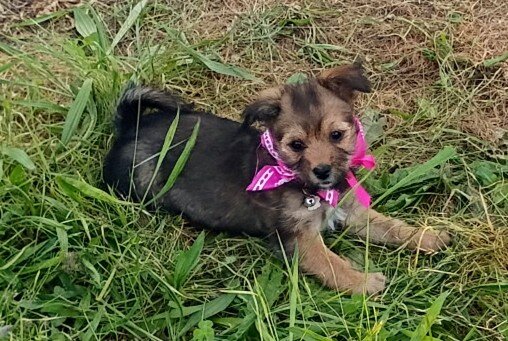 Yorkie Chorkie F2 Female Puppy EastWest image 1