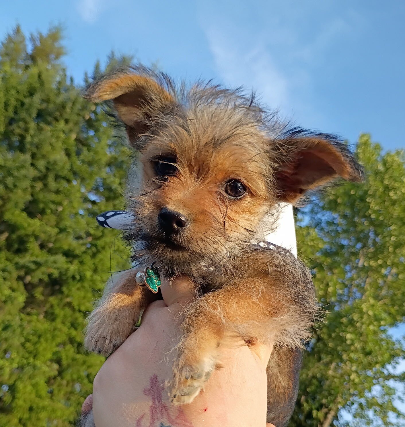 Yorkie Chorkie F2 Male Puppy Benny image 2