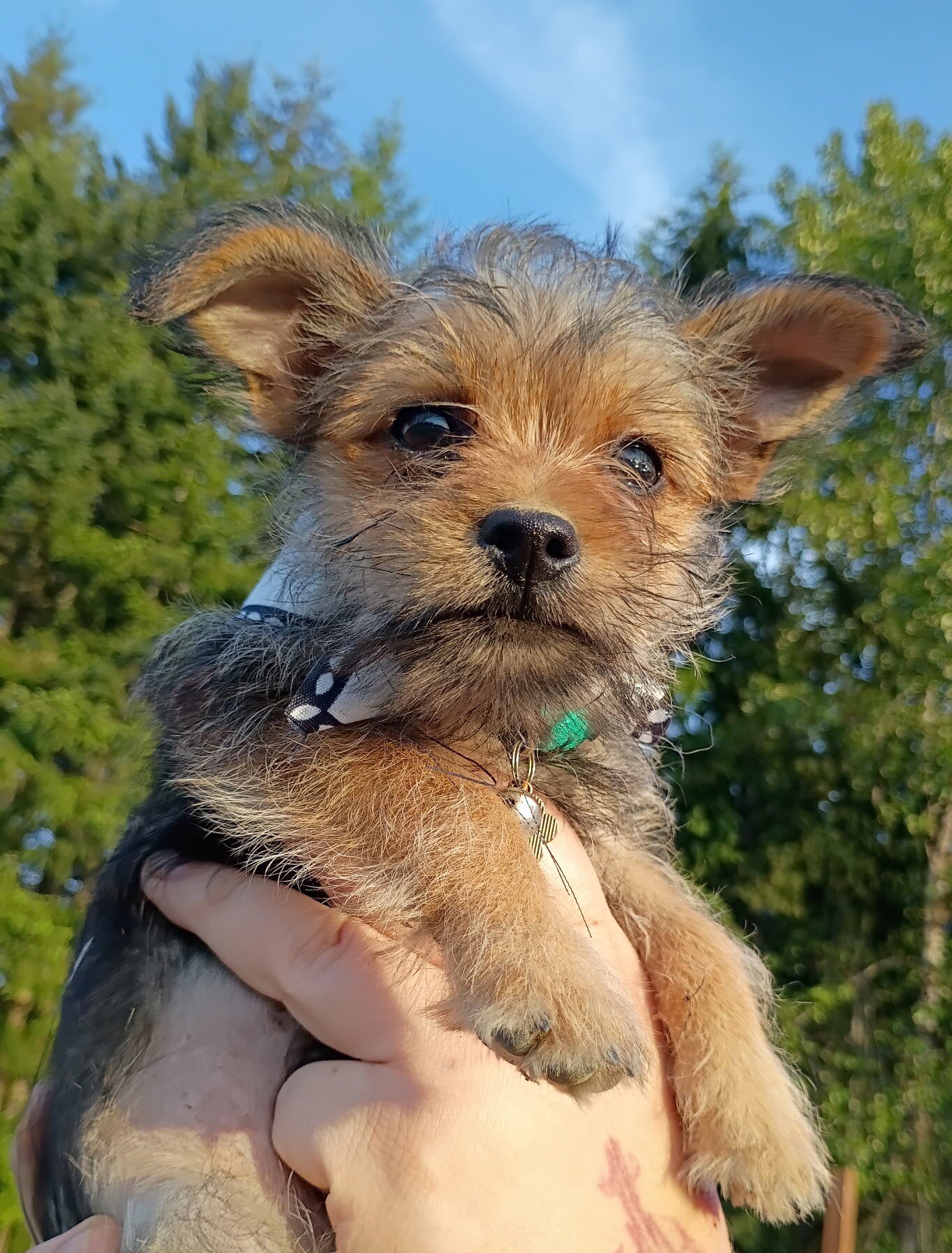 Yorkie Chorkie F2 Male Puppy Benny image 3