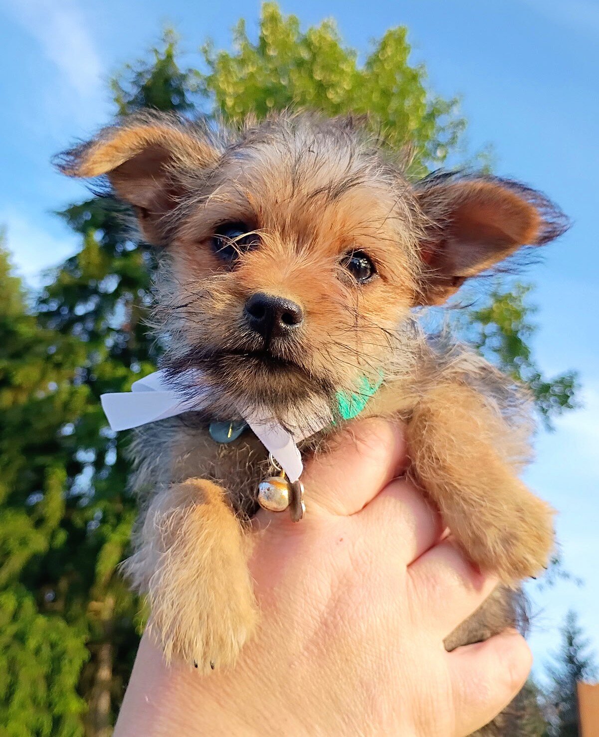 Yorkie Chorkie F2 Male Puppy Benny image 1