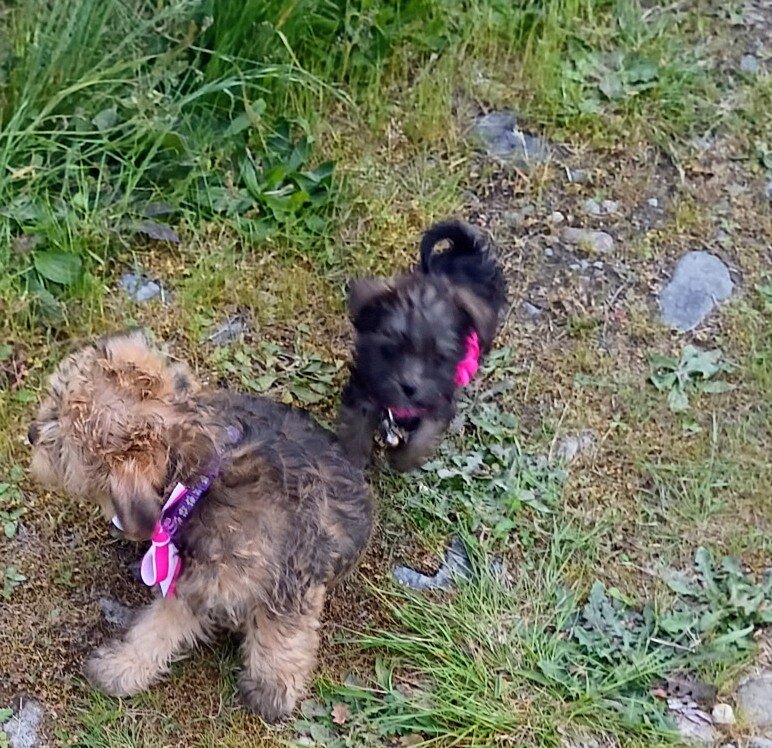 Yorkie Chorkie F2 Female Puppy Rosie image 3