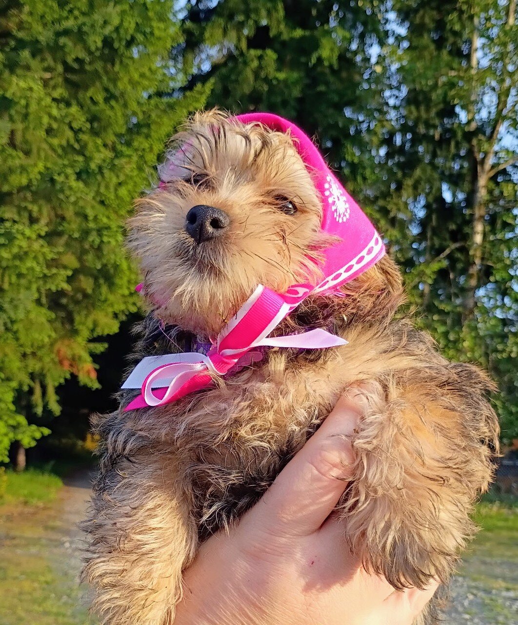 Yorkie Chorkie F2 Female Puppy Rosie image 1