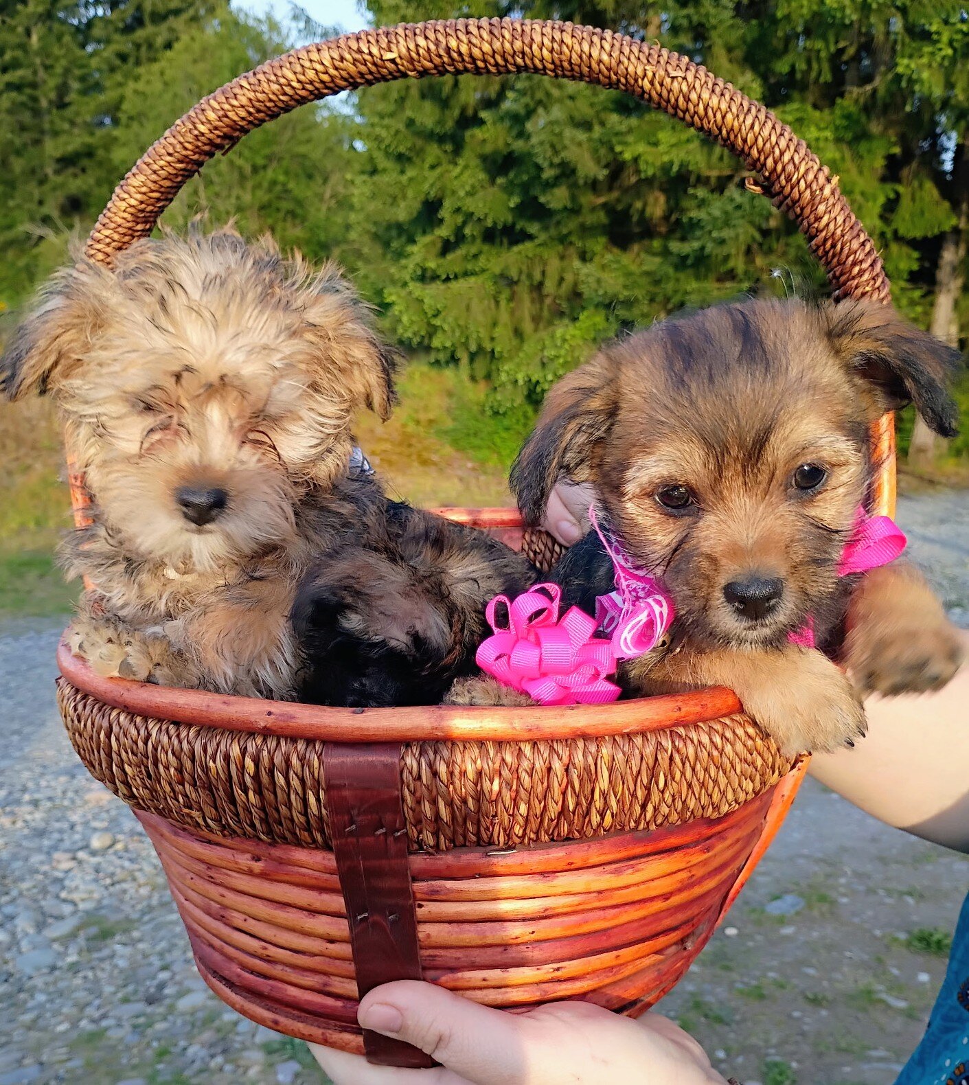 Teacup Yorkie Chorkie F2 Female Sweet Pea image 2