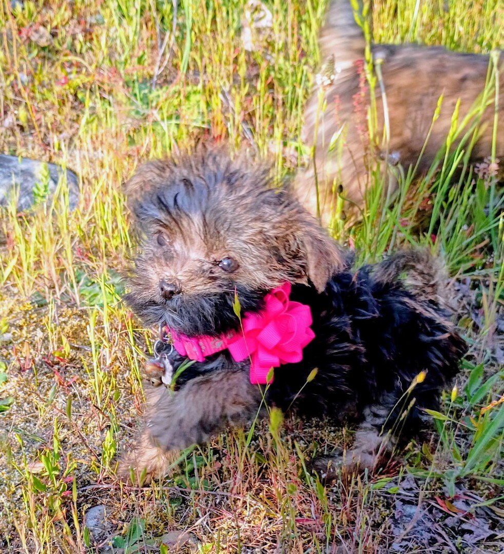 Teacup Yorkie Chorkie F2 Female Sweet Pea image 1