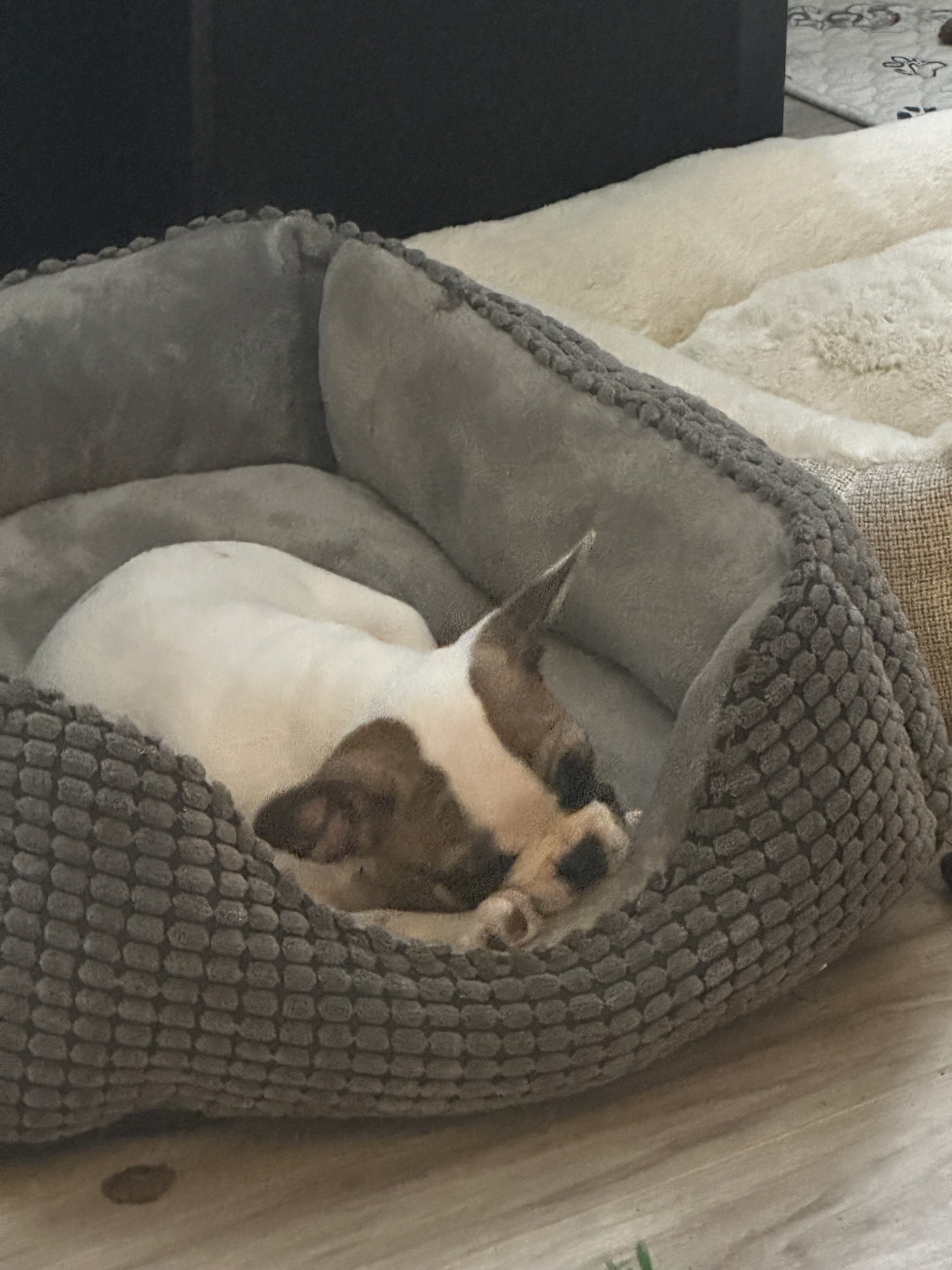 French Bulldog image 1