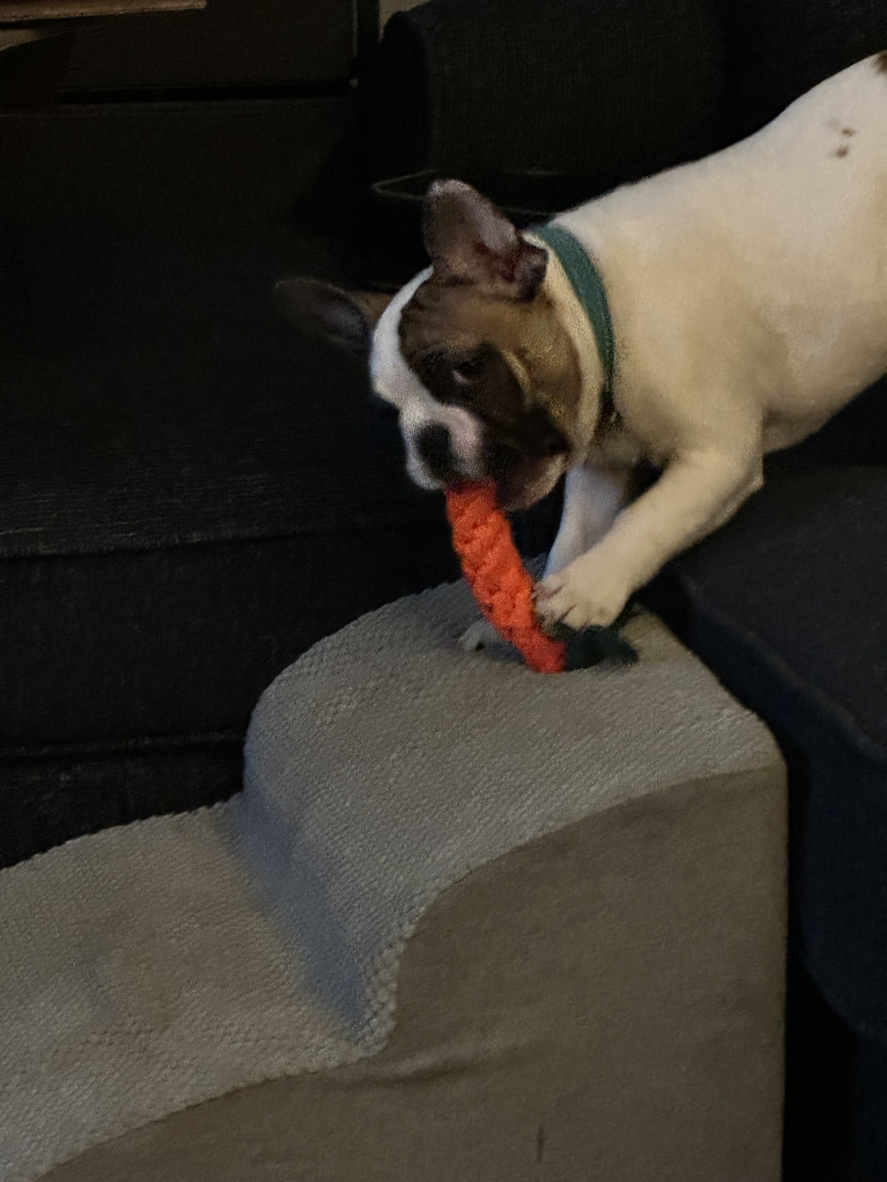 French Bulldog image 2