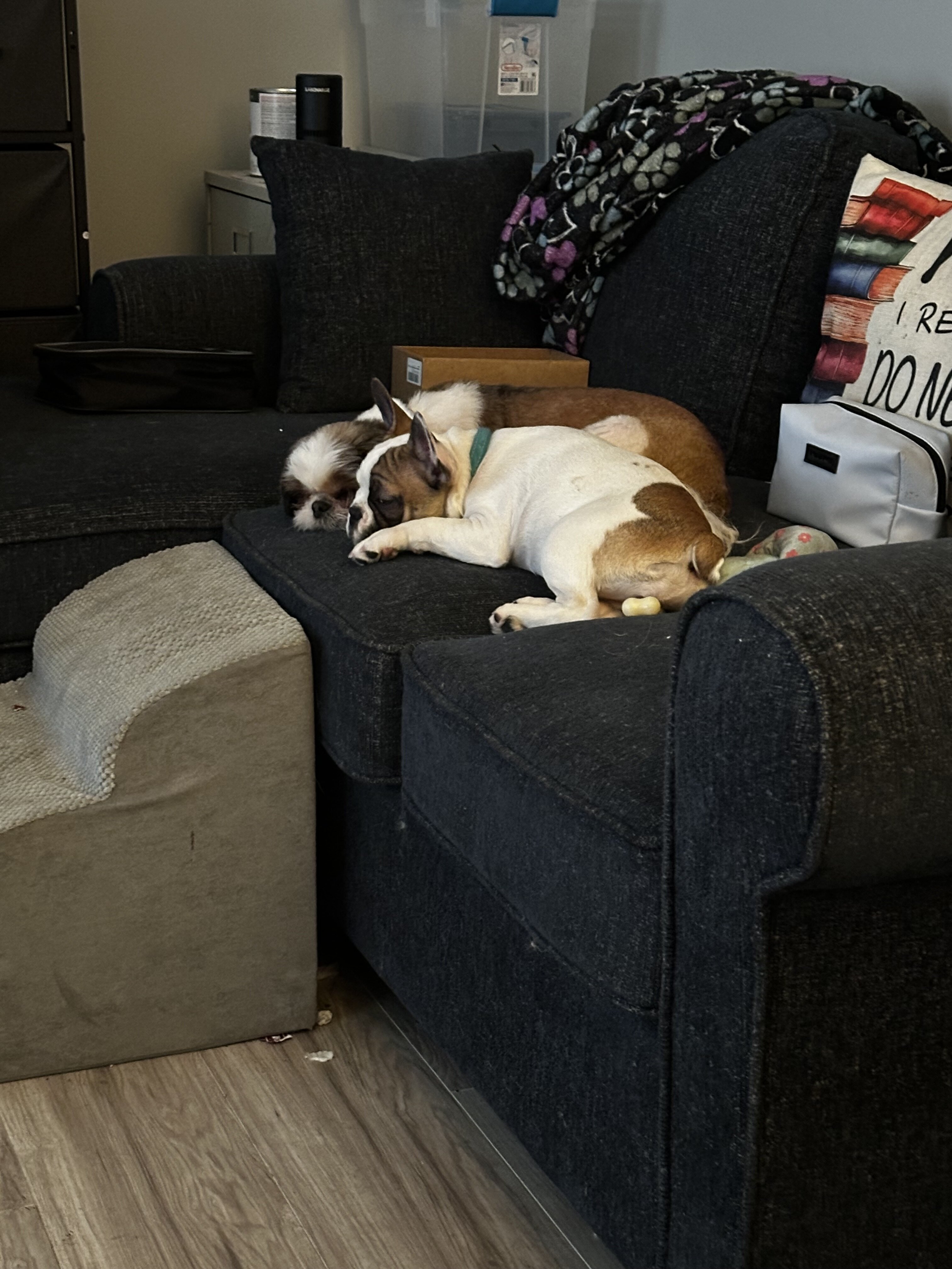 French Bulldog image 3