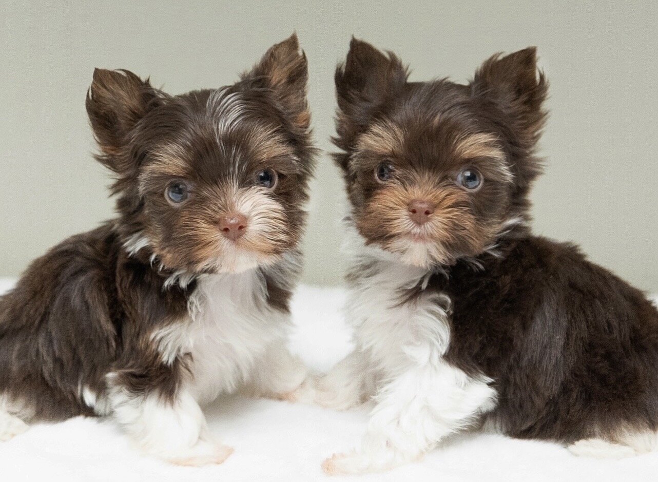 Tame Fluffy Yorkshire Terrier Puppies for Rehoming image 1