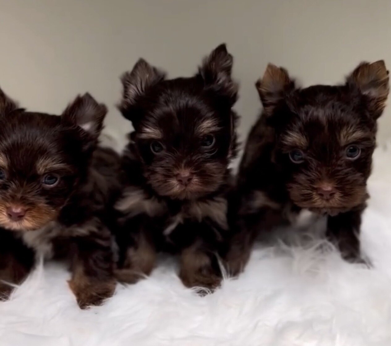 Tame Fluffy Yorkshire Terrier Puppies for Rehoming image 2