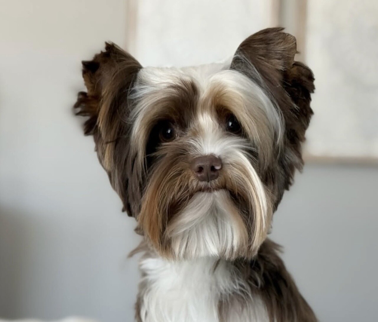 Tame Fluffy Yorkshire Terrier Puppies for Rehoming image 3