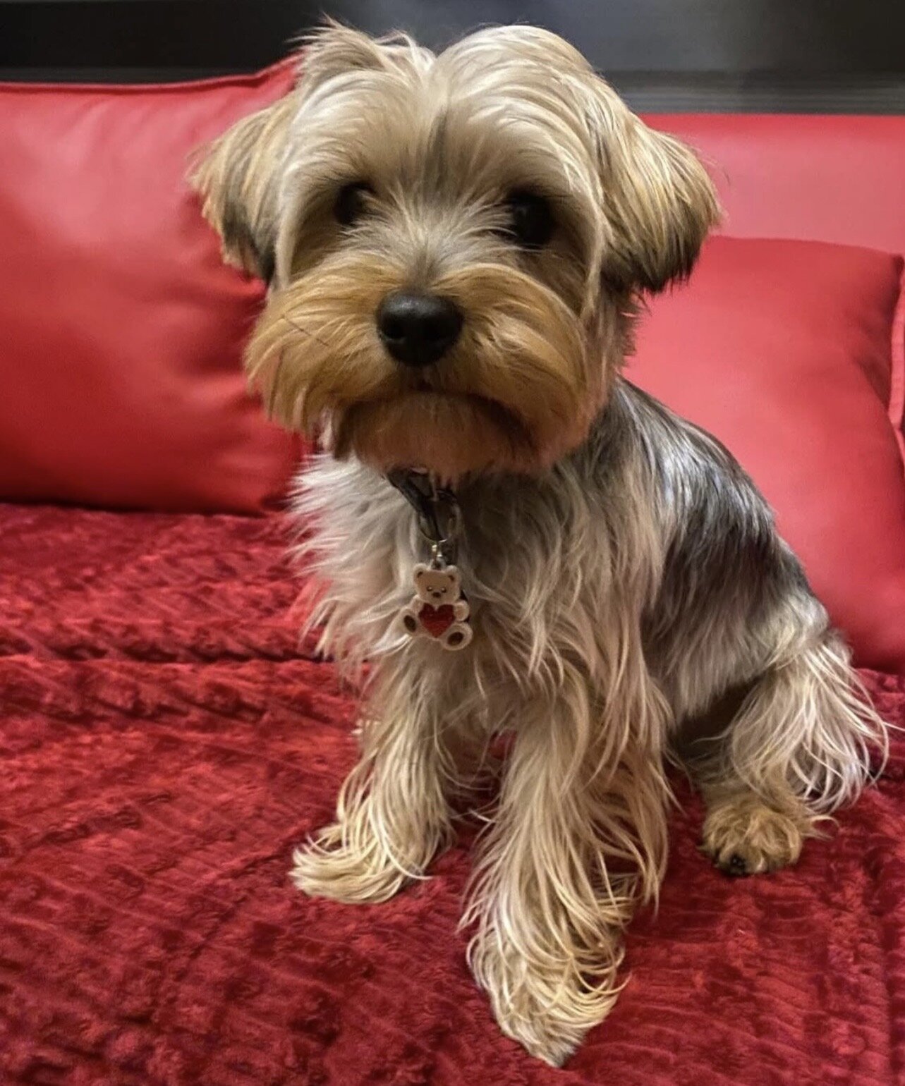 Tame Fluffy Yorkshire Terrier Puppies for Rehoming image 4