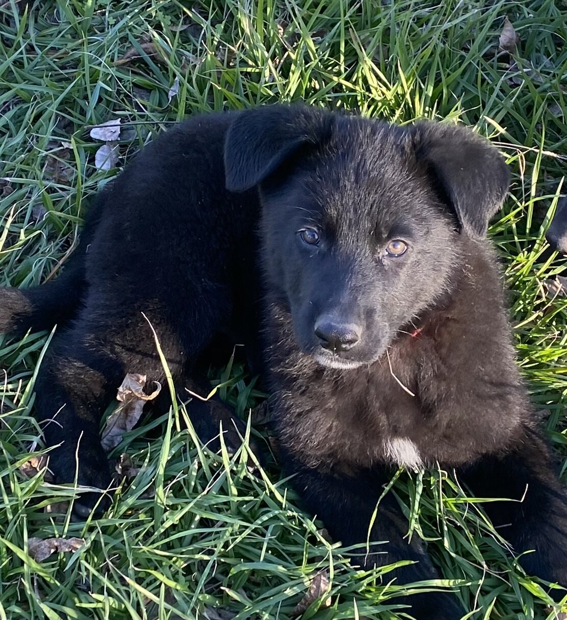 German Shepherd Puppies image 1