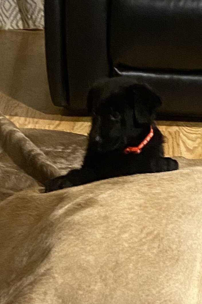 German Shepherd Puppies image 3
