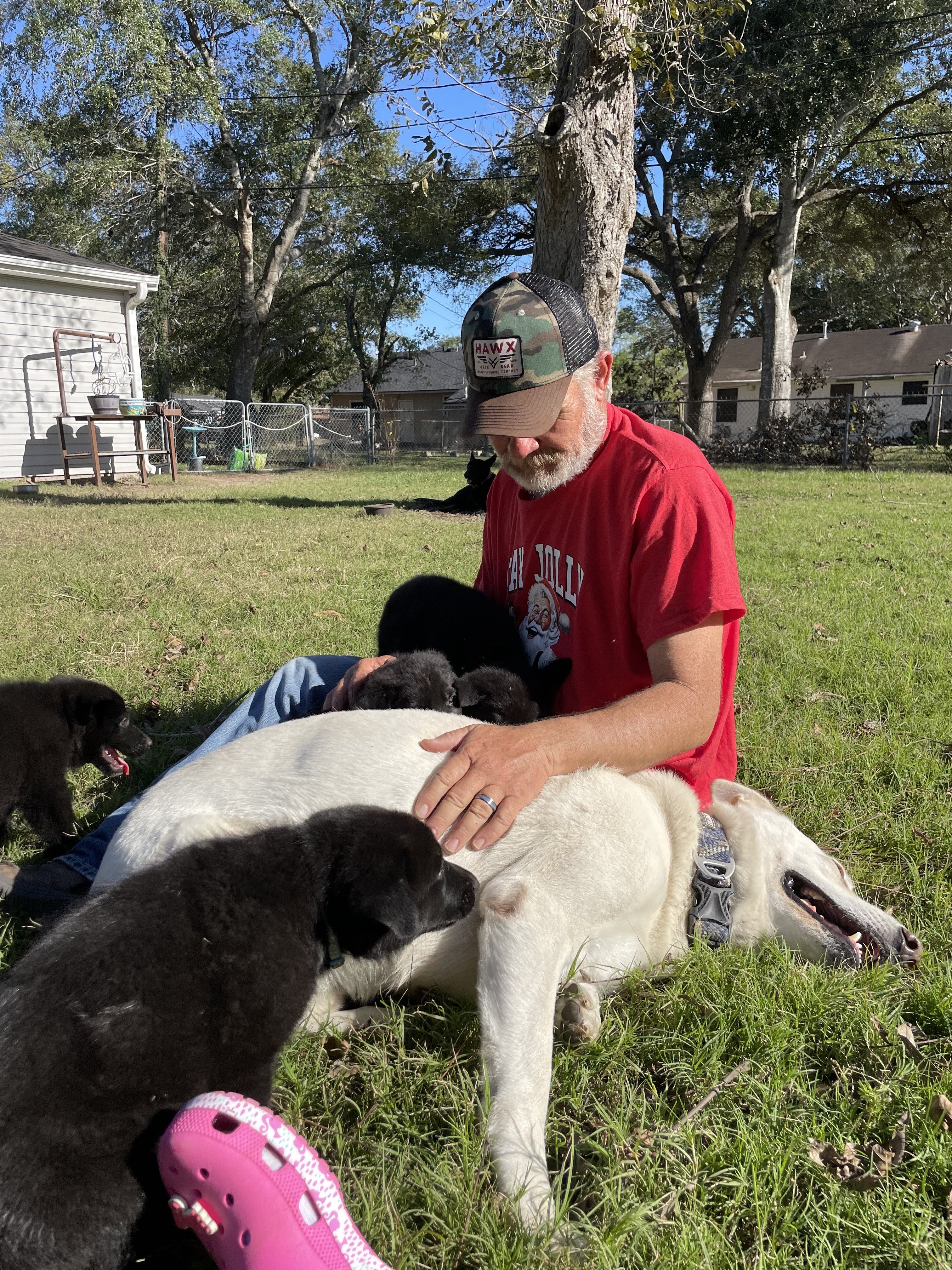 German Shepherd Puppies image 2