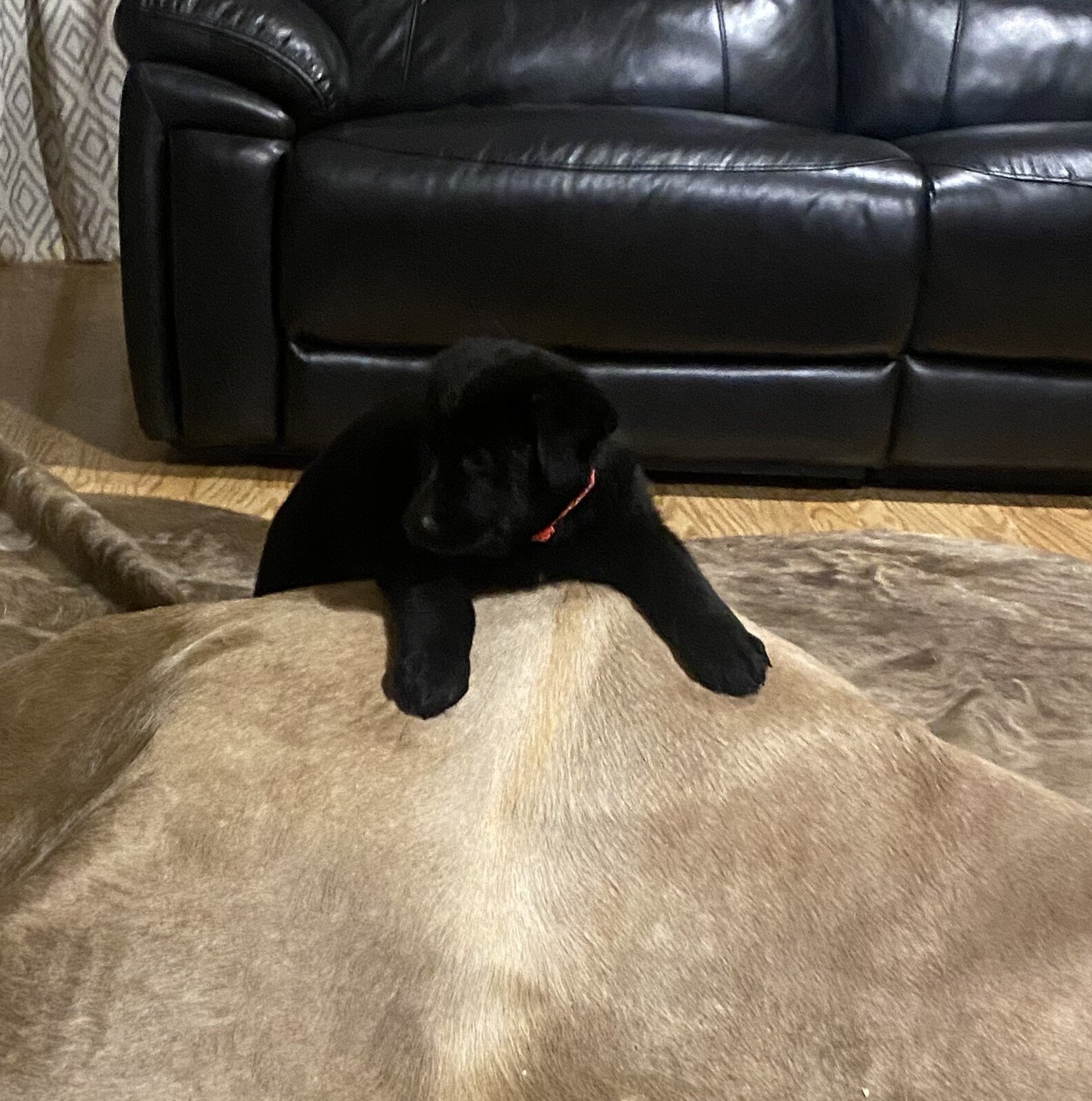 German Shepherd Puppies image 4