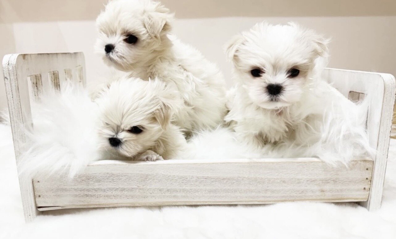 Soft & Cuddly Maltese Pups for Sale image 1