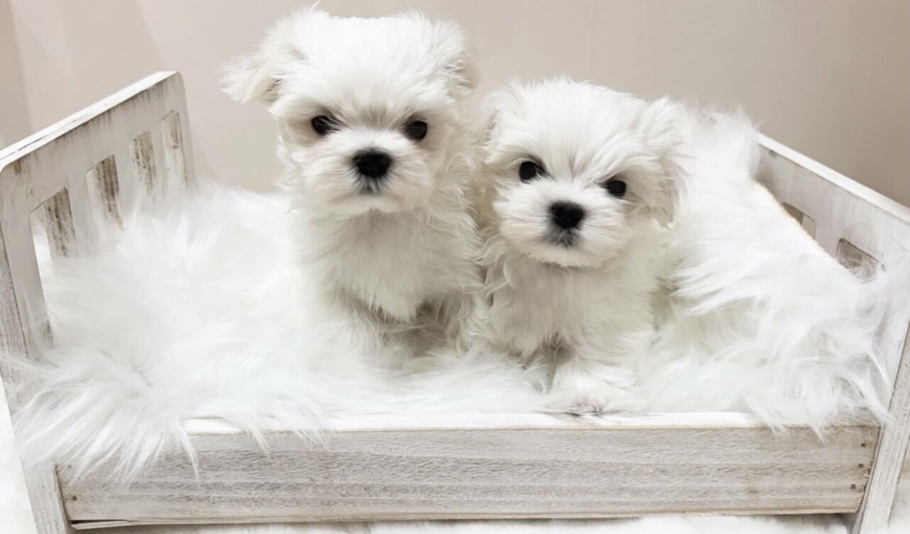 Soft & Cuddly Maltese Pups for Sale image 2