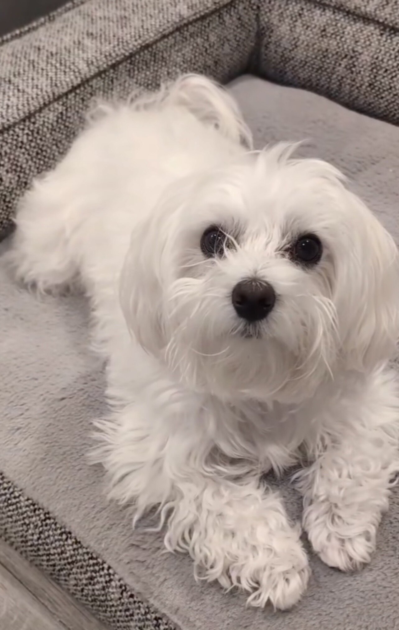 Soft & Cuddly Maltese Pups for Sale image 3