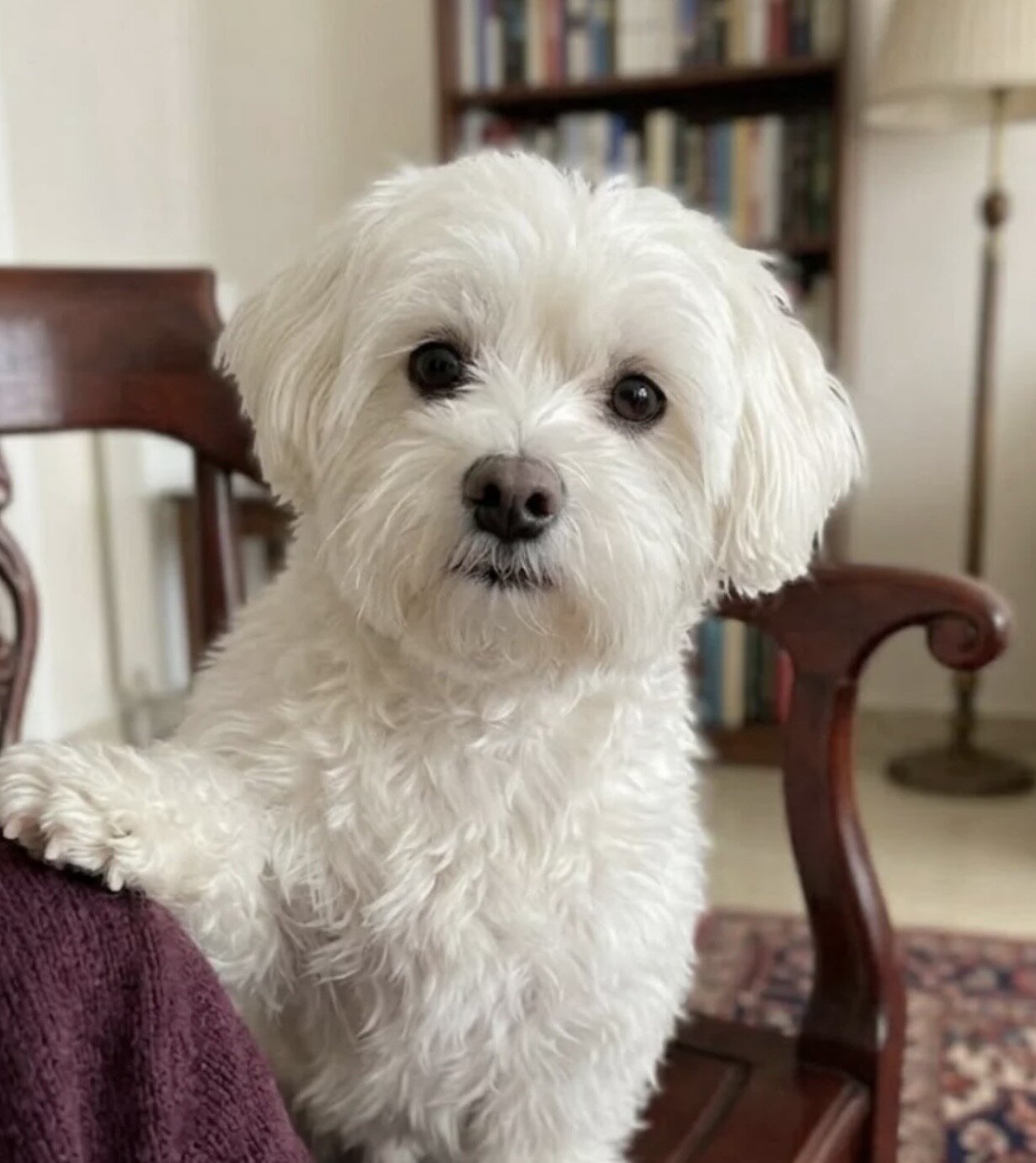Soft & Cuddly Maltese Pups for Sale image 4