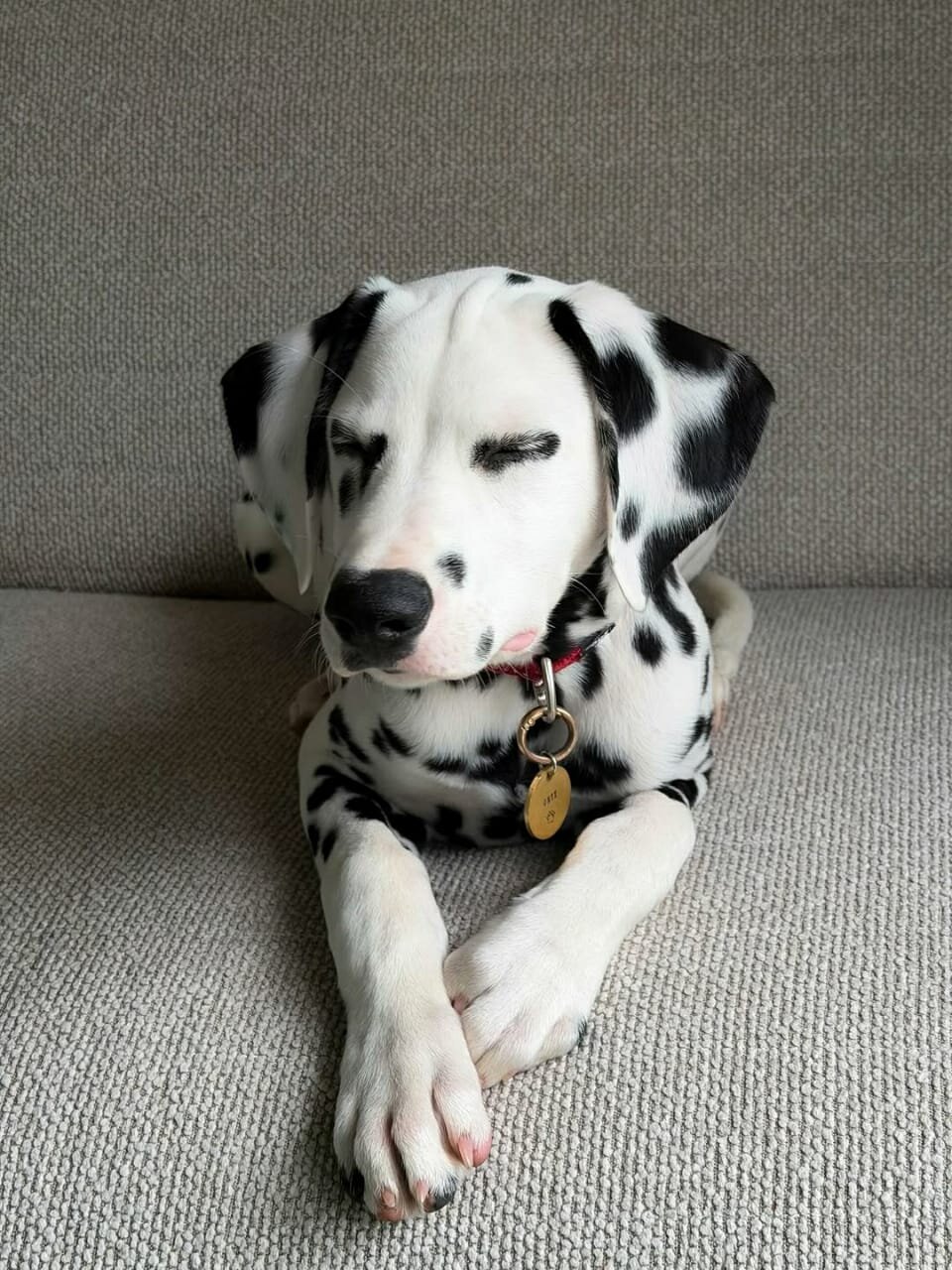 Dalmatian puppy image 1