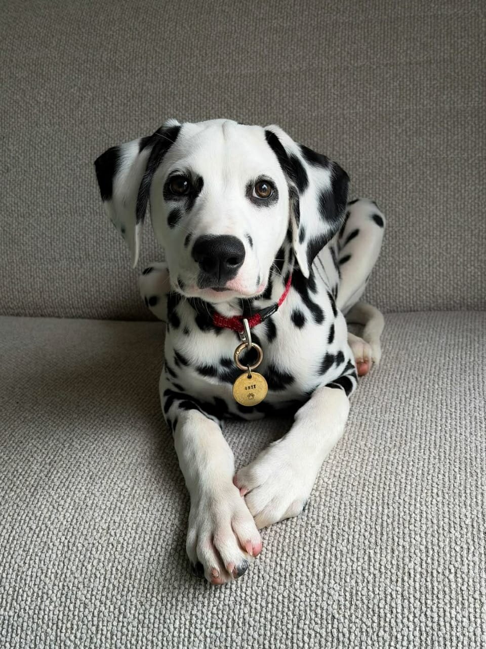 Dalmatian puppy image 2