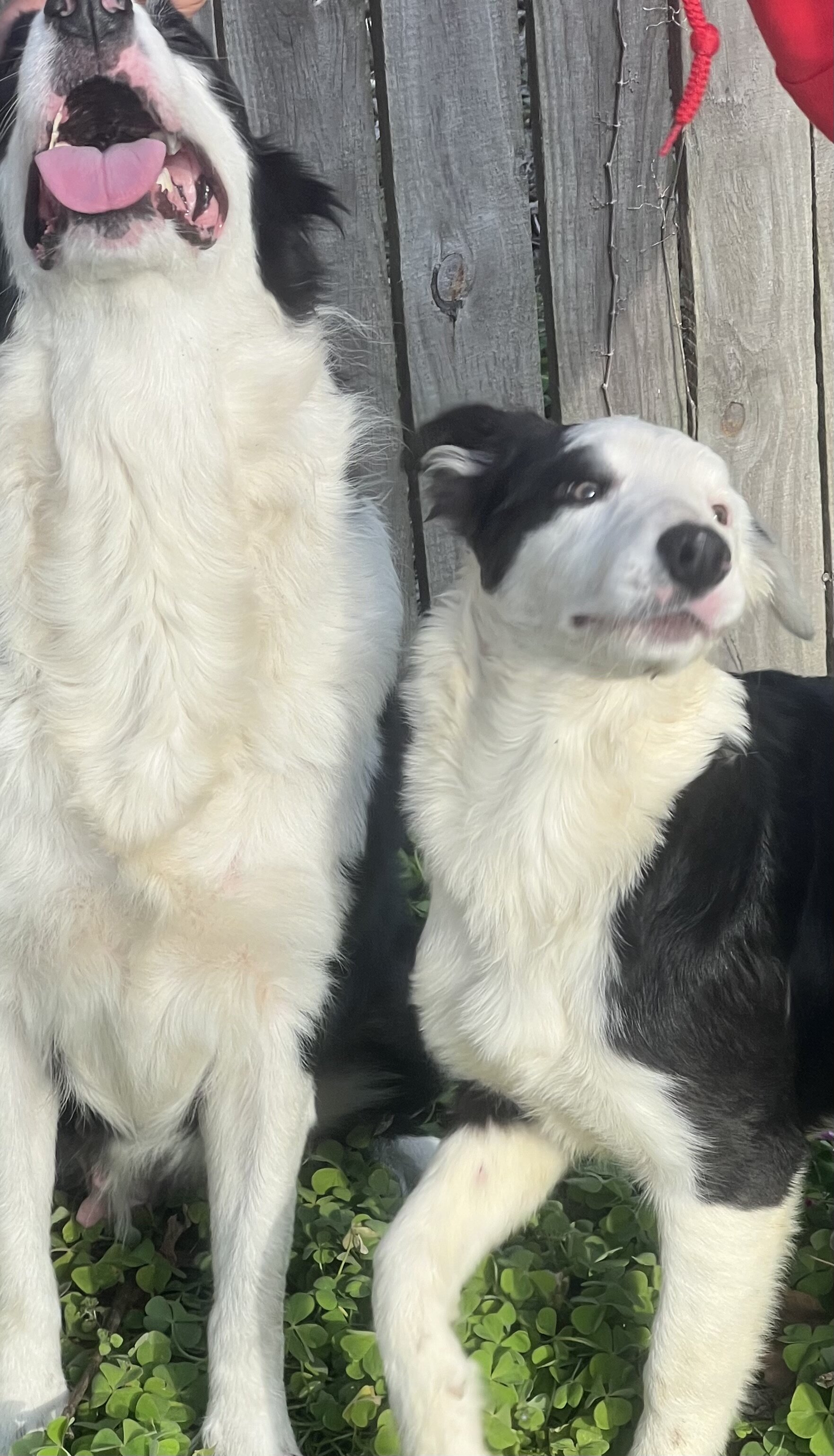 Border collie puppies image 4