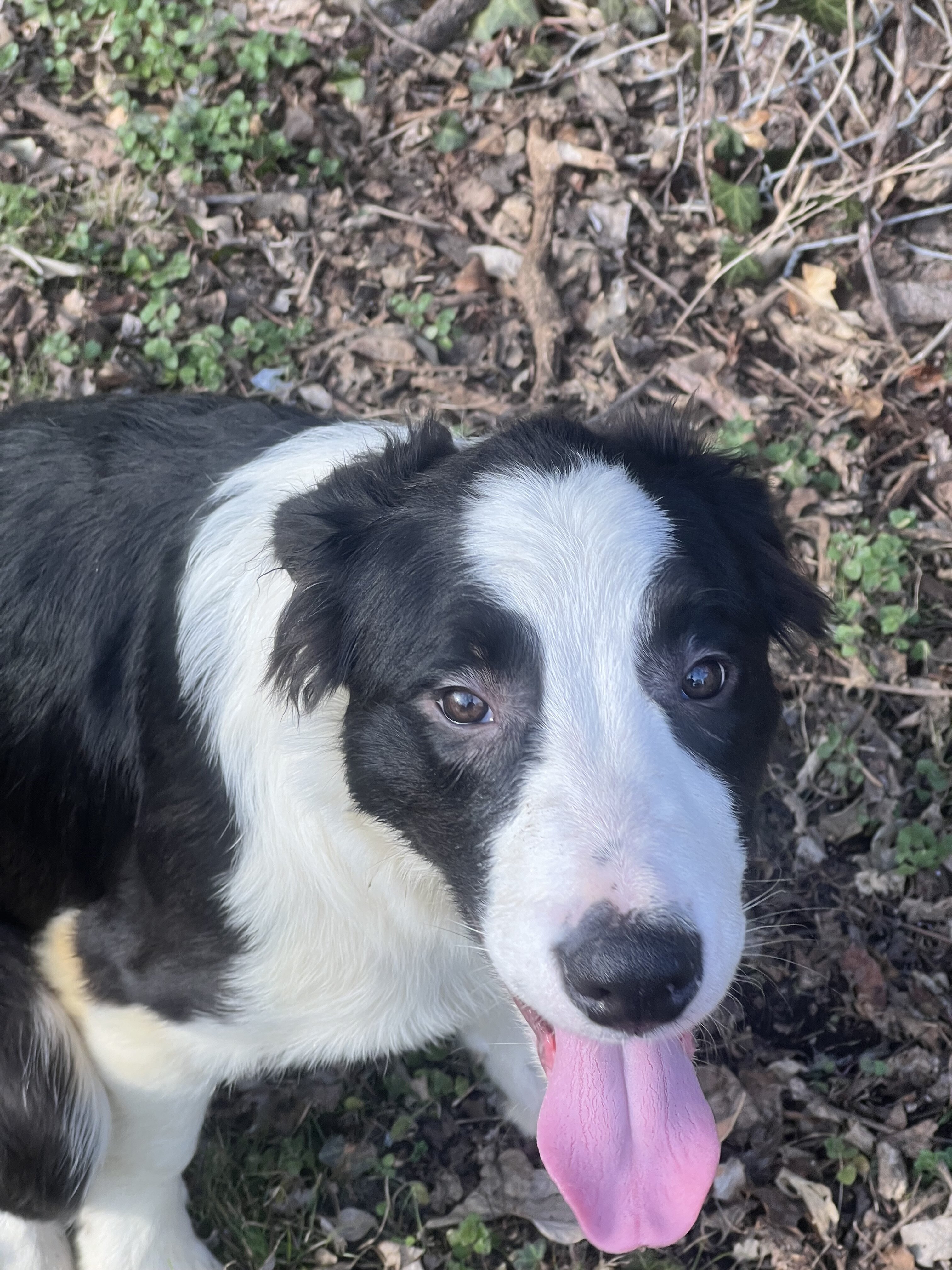 Border collie puppies image 3