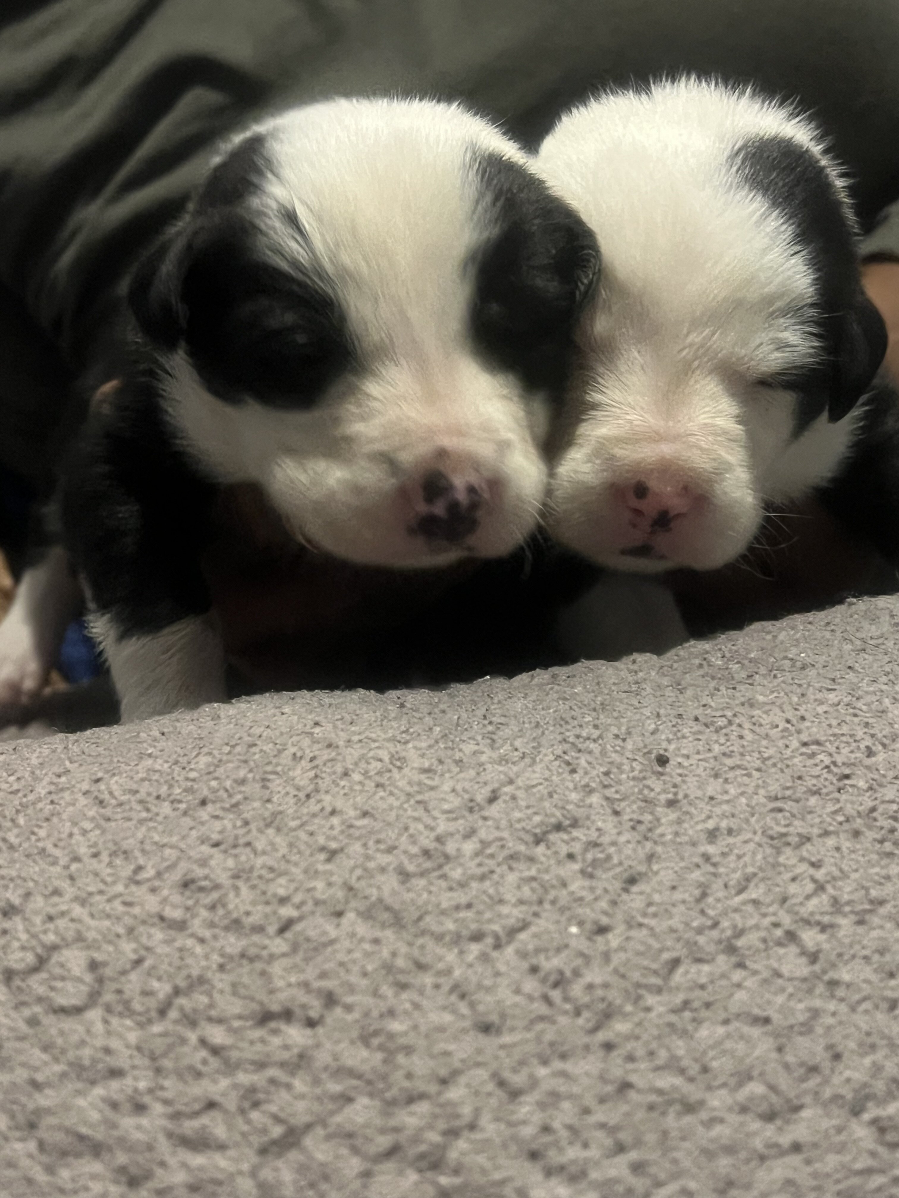 Border collie puppies image 2