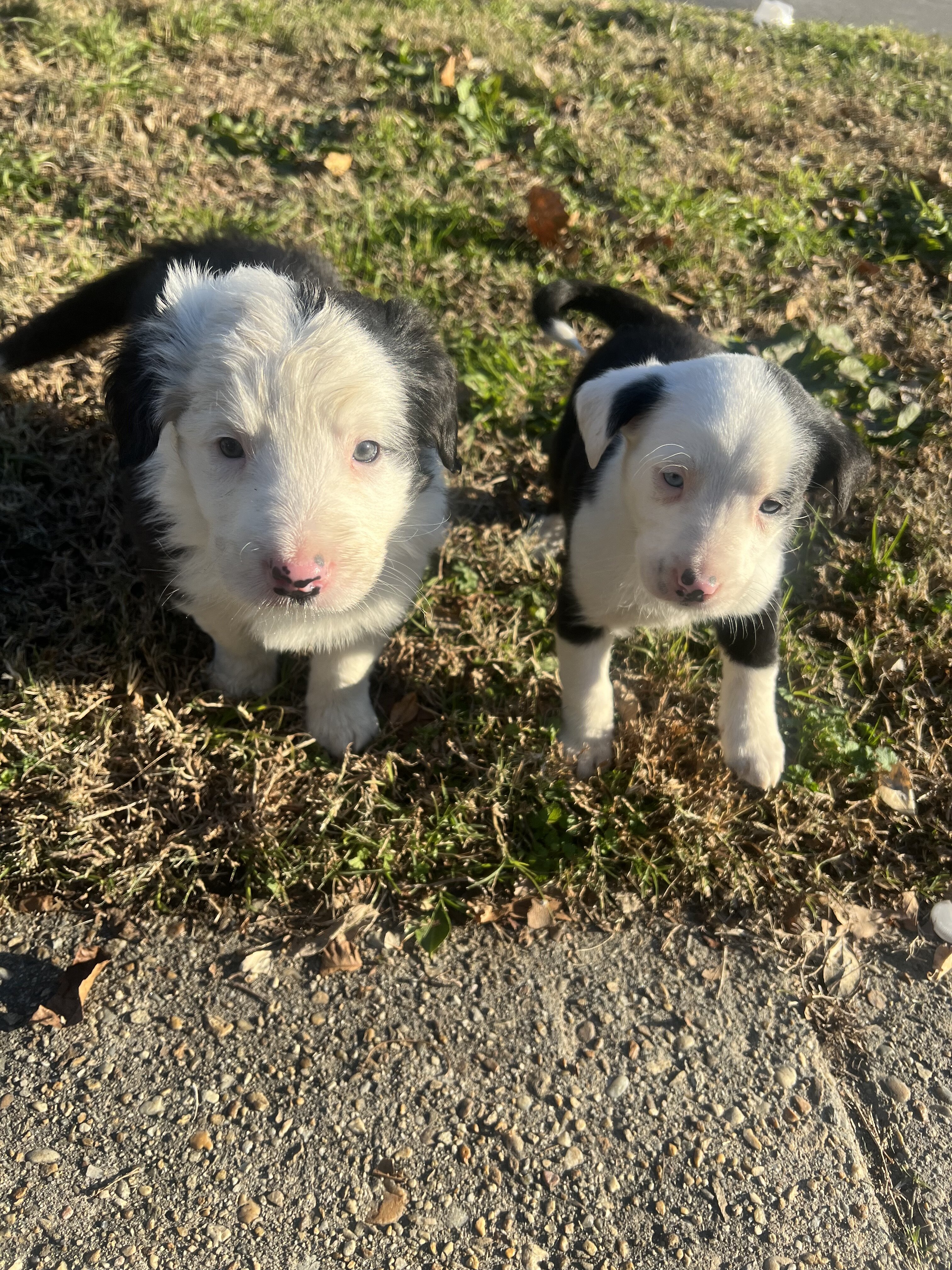 Border collie puppies image 1