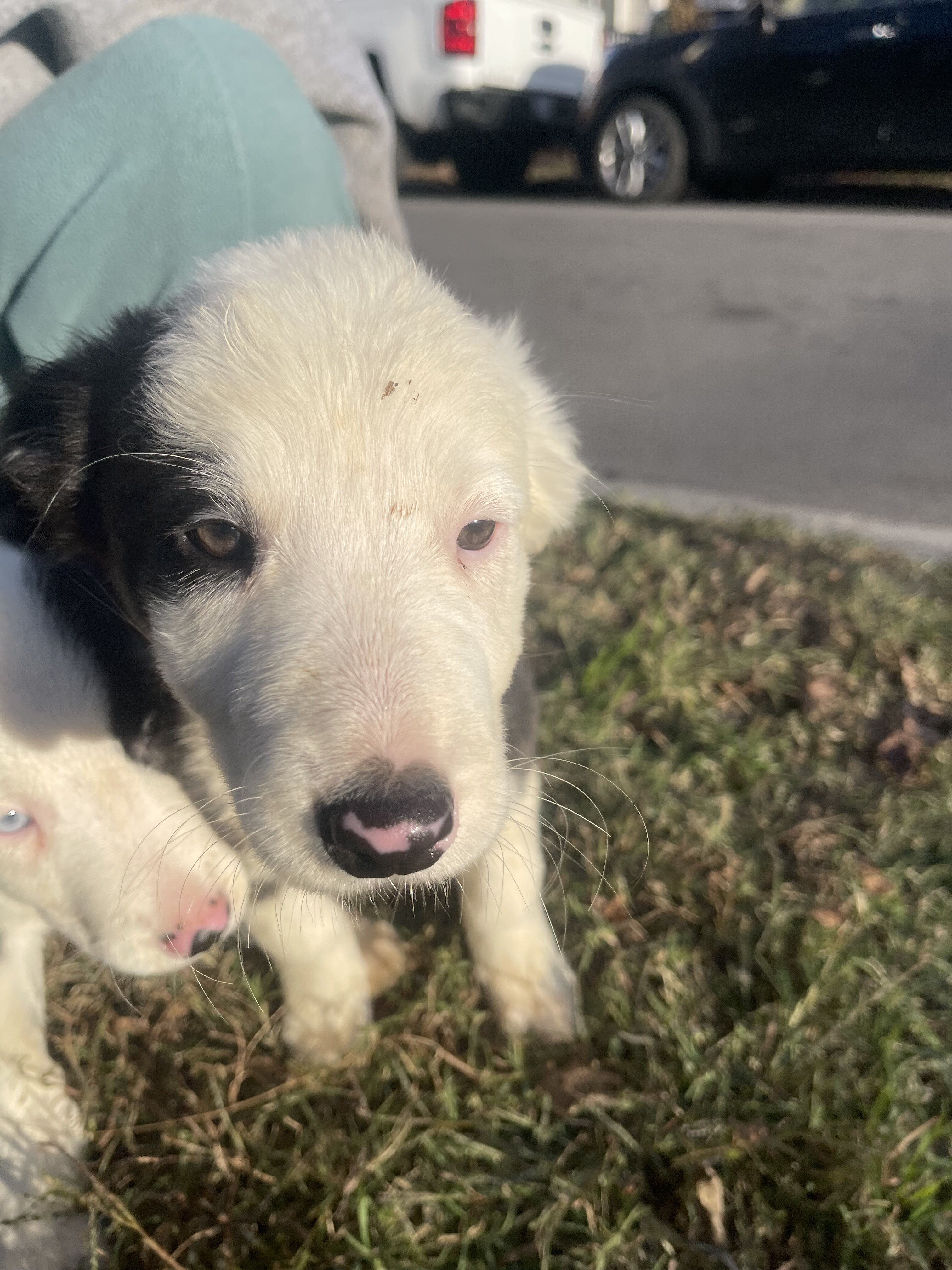 Border collie puppies image 5